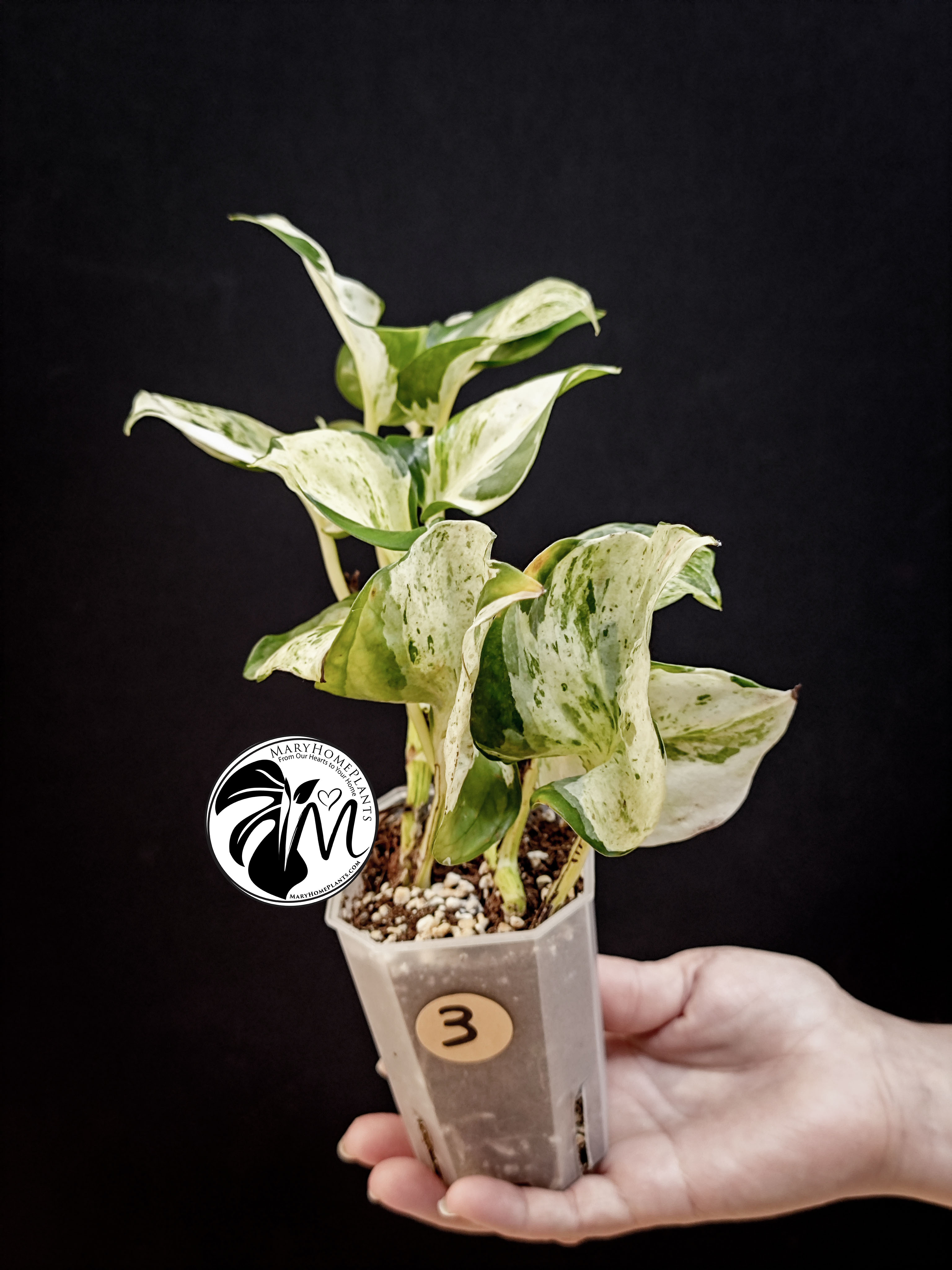 epipremnum 'happy leaf' pothos (copy)