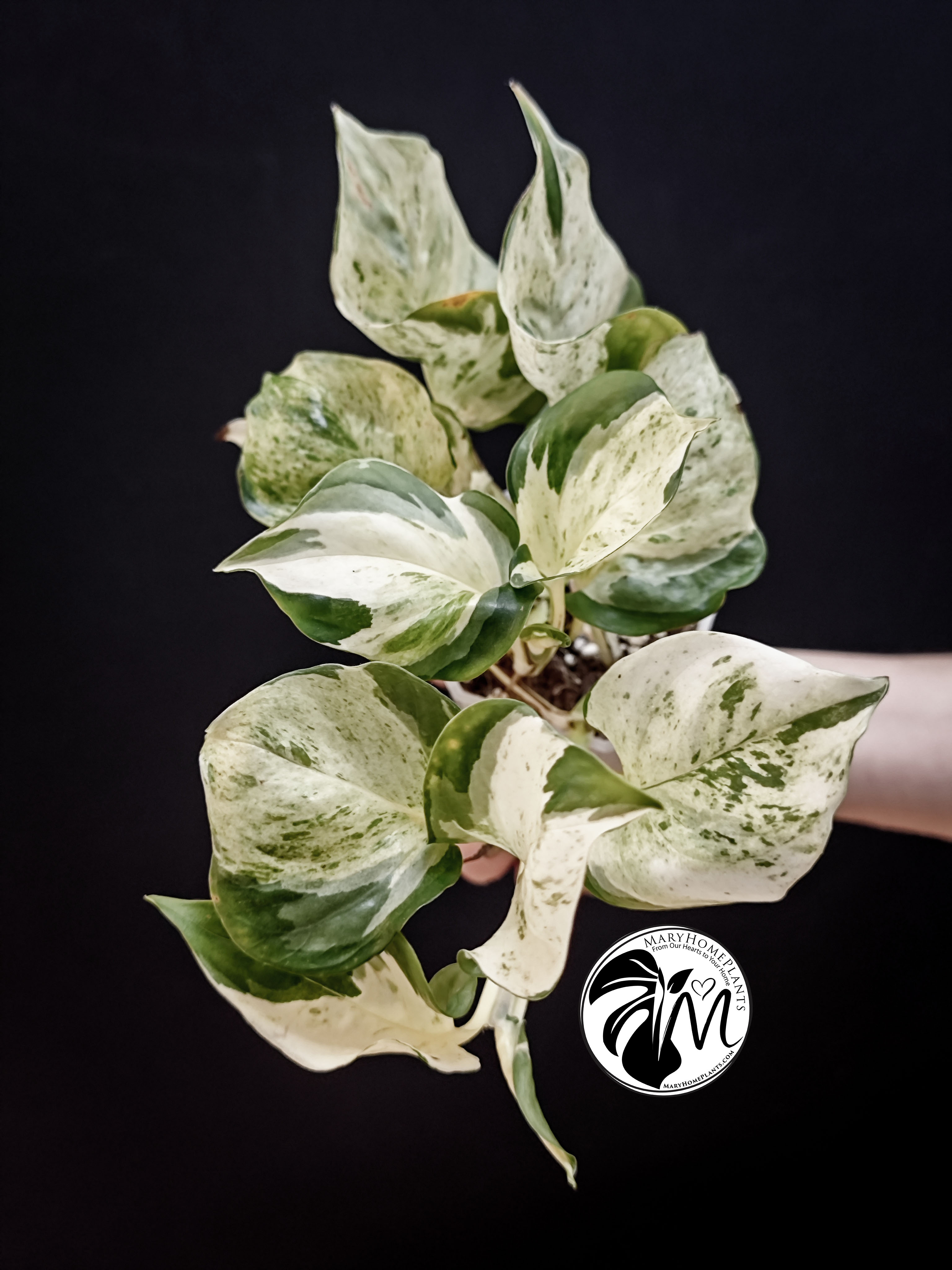 epipremnum 'happy leaf' pothos (copy)