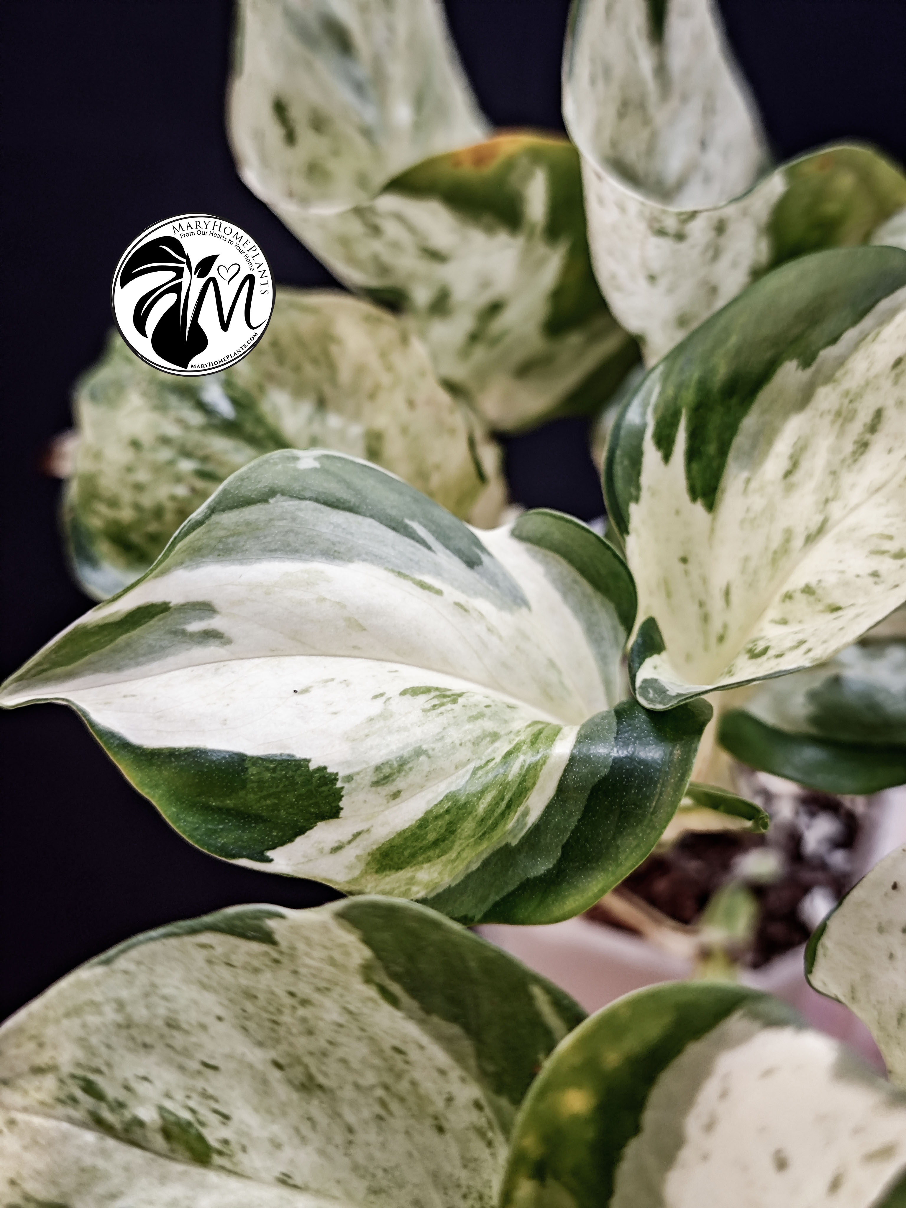 epipremnum 'happy leaf' pothos (copy)