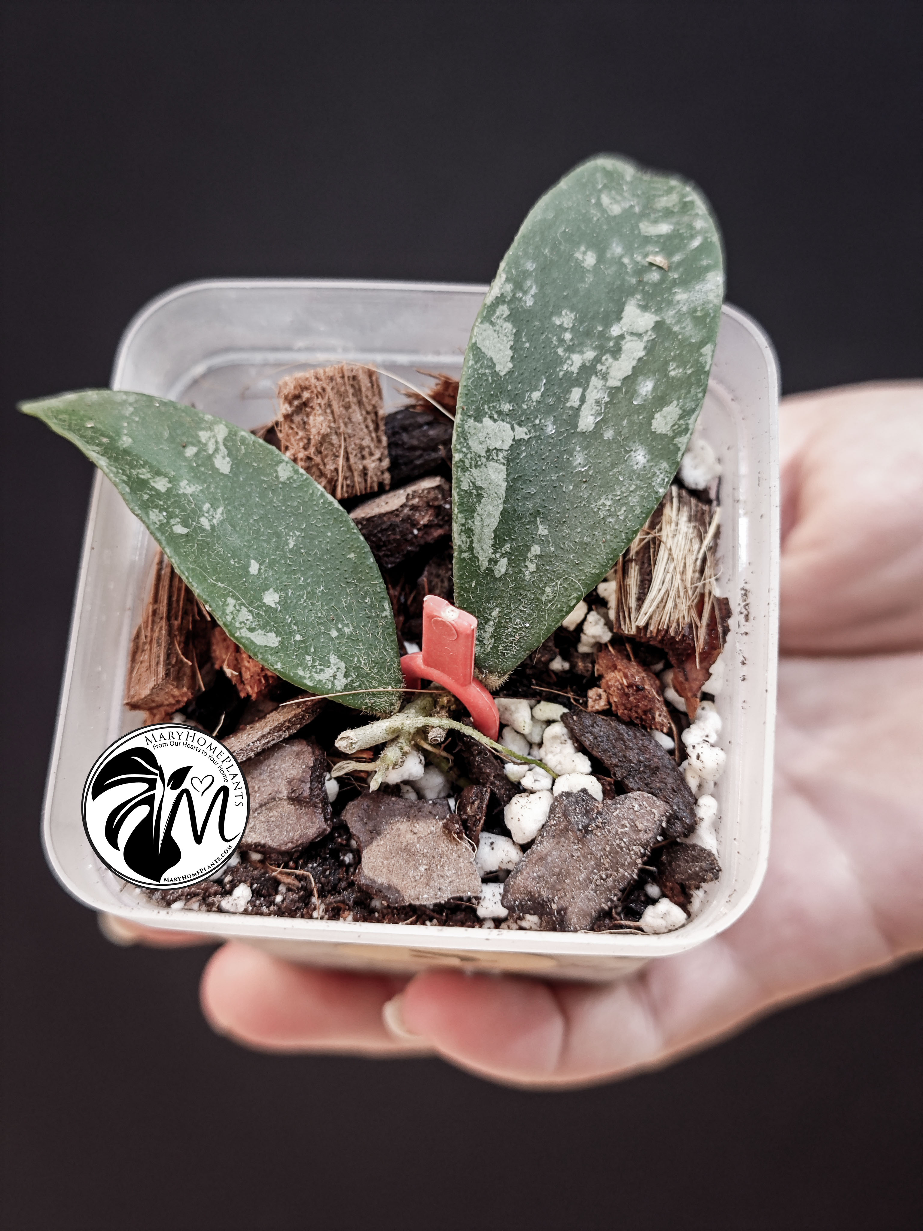 hoya phuwuaensis (copy)