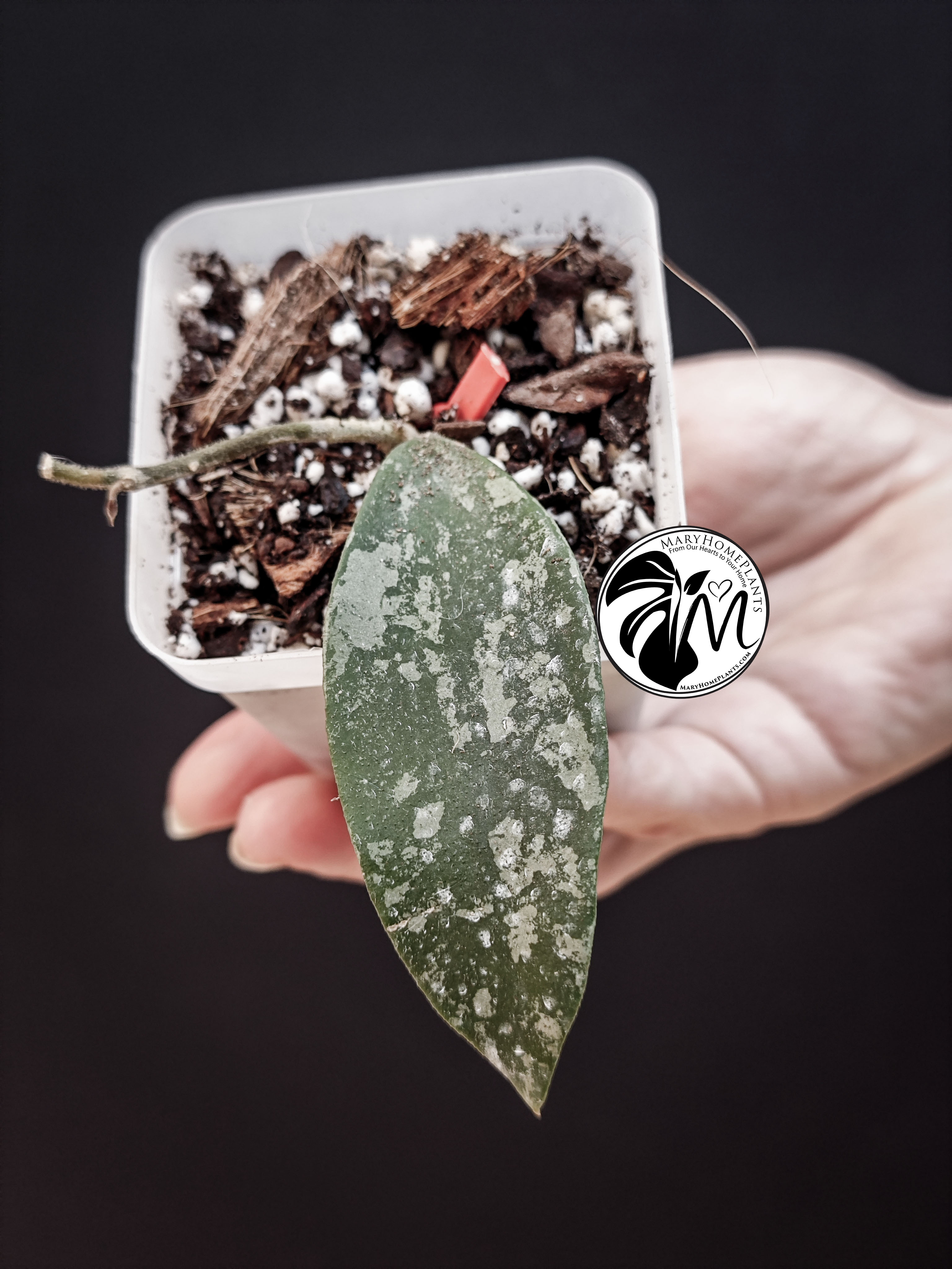 hoya phuwuaensis (copy)
