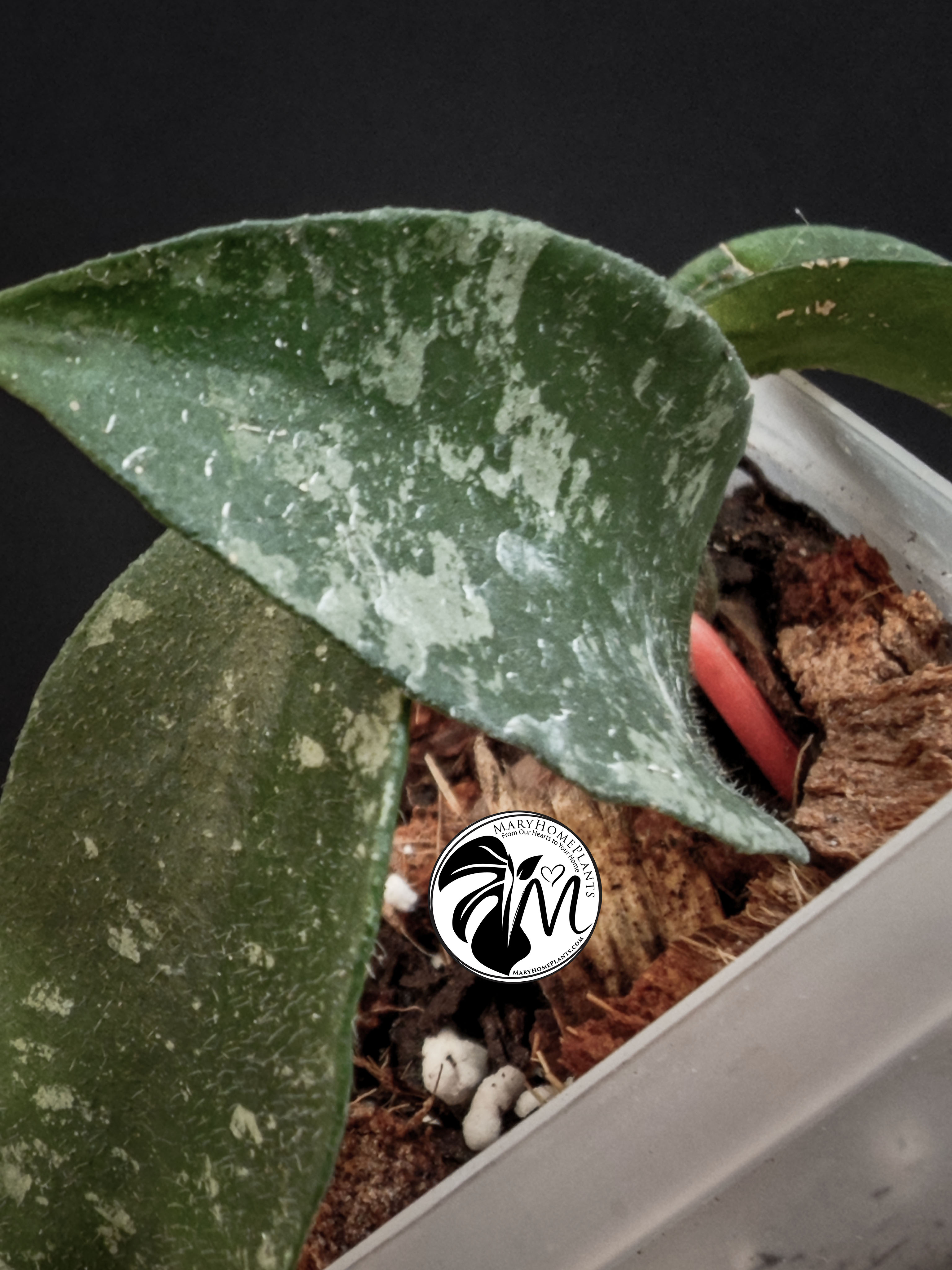hoya phuwuaensis