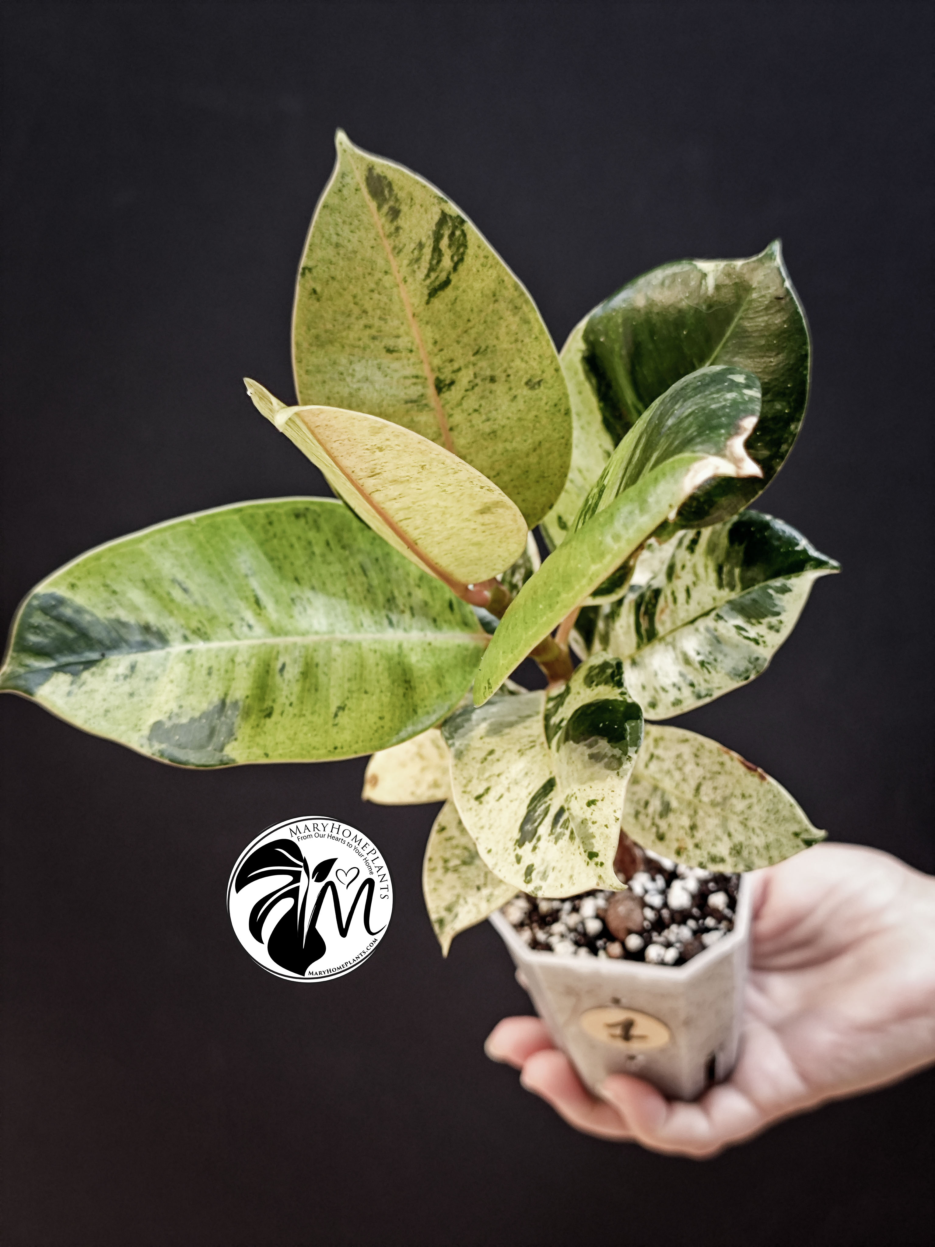 ficus shivereana moonshine variegated (copy)