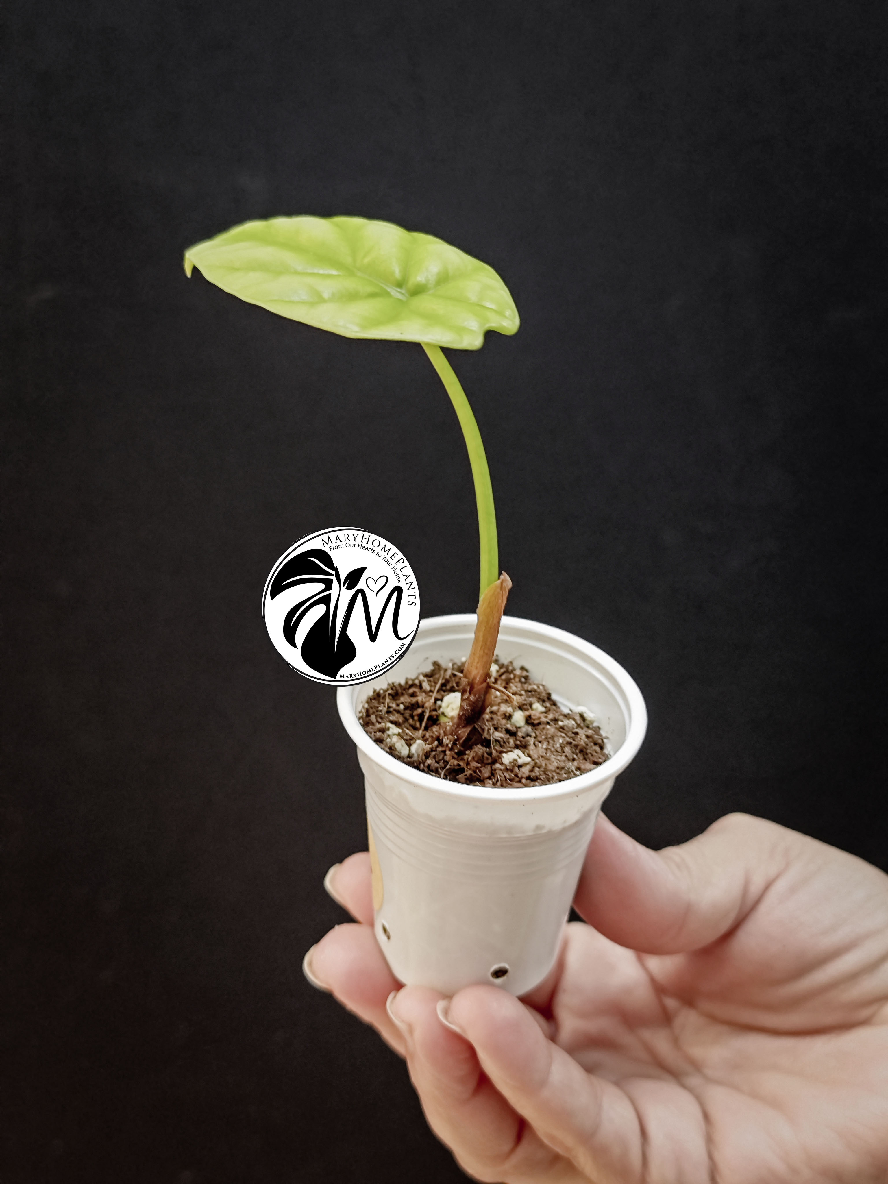 alocasia sinuata (copy)