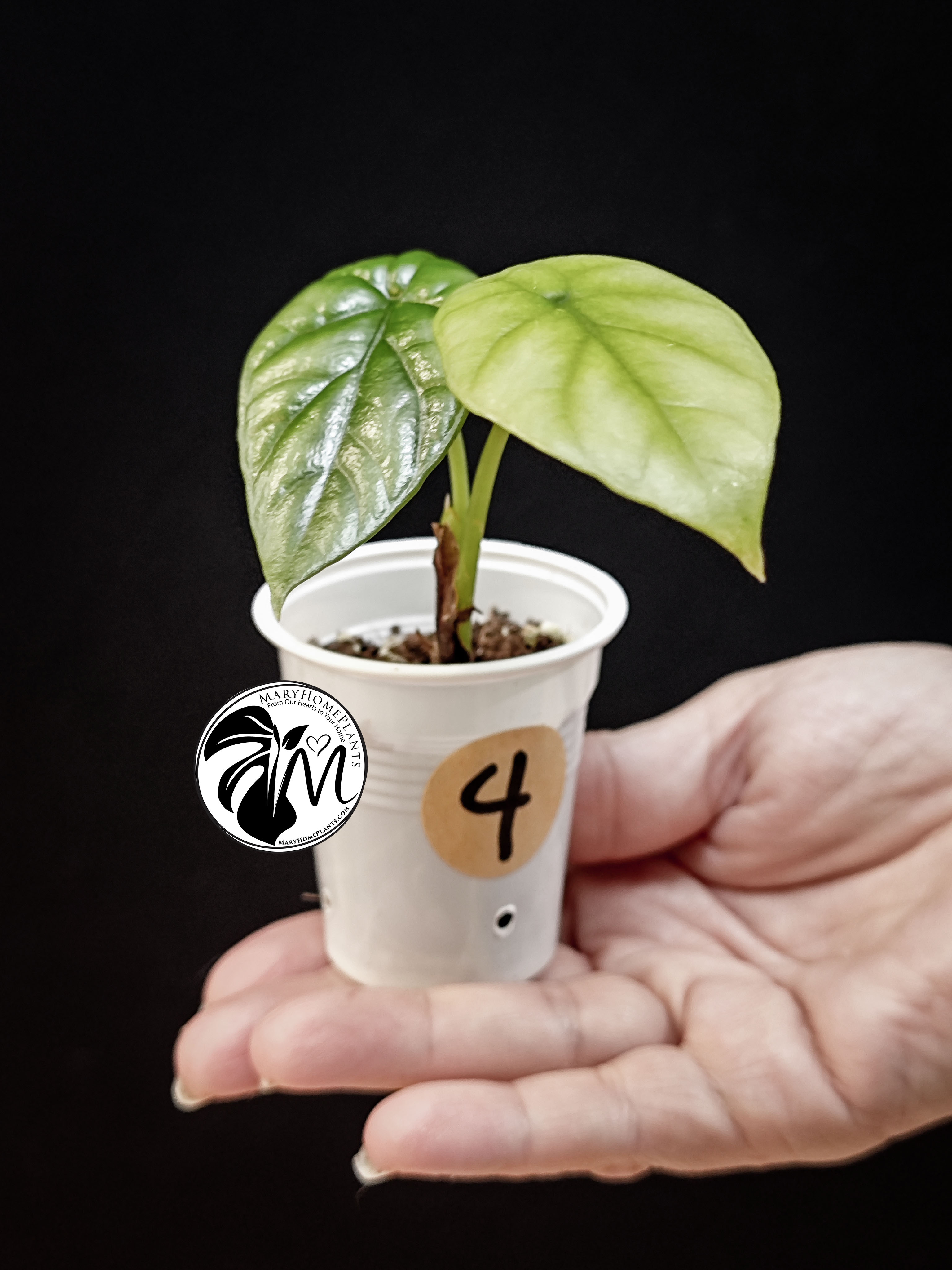 alocasia sinuata (copy)