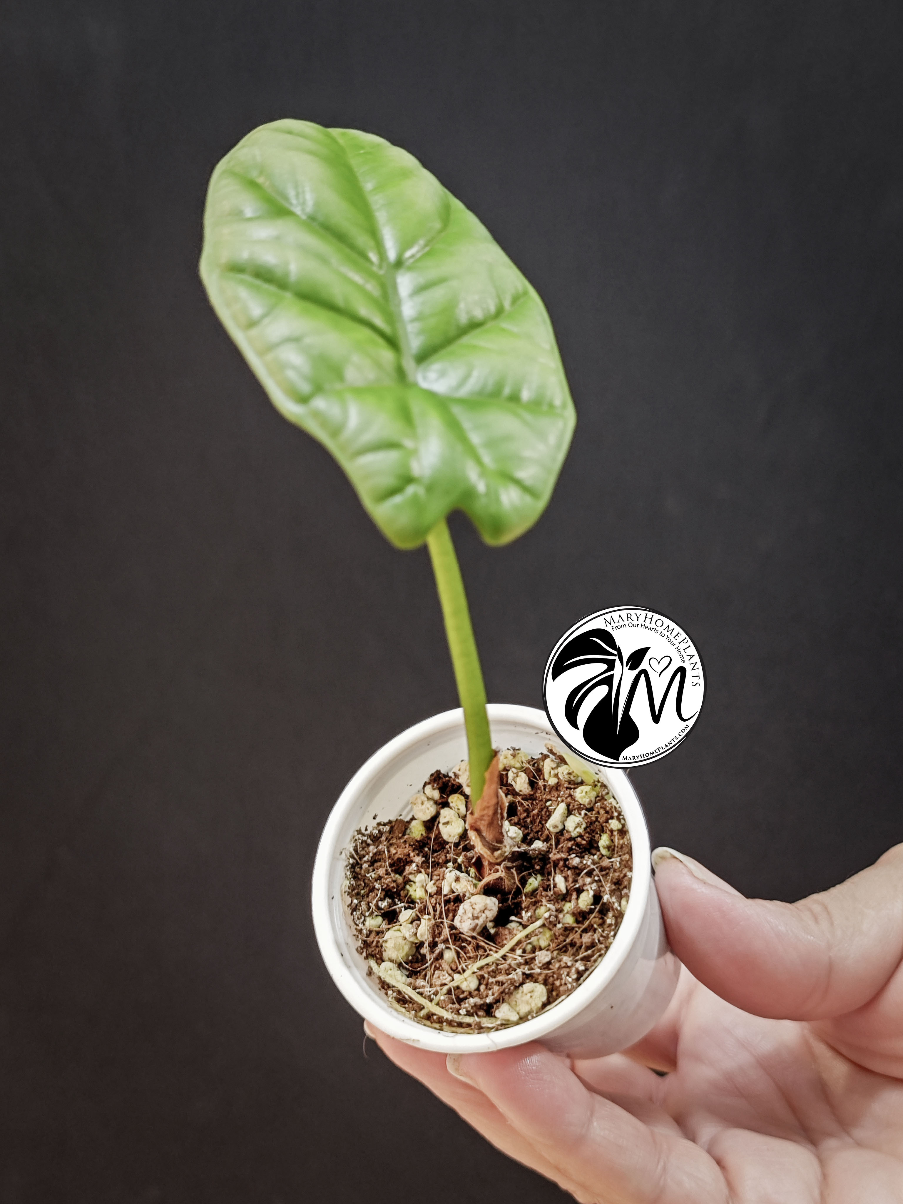 alocasia sinuata