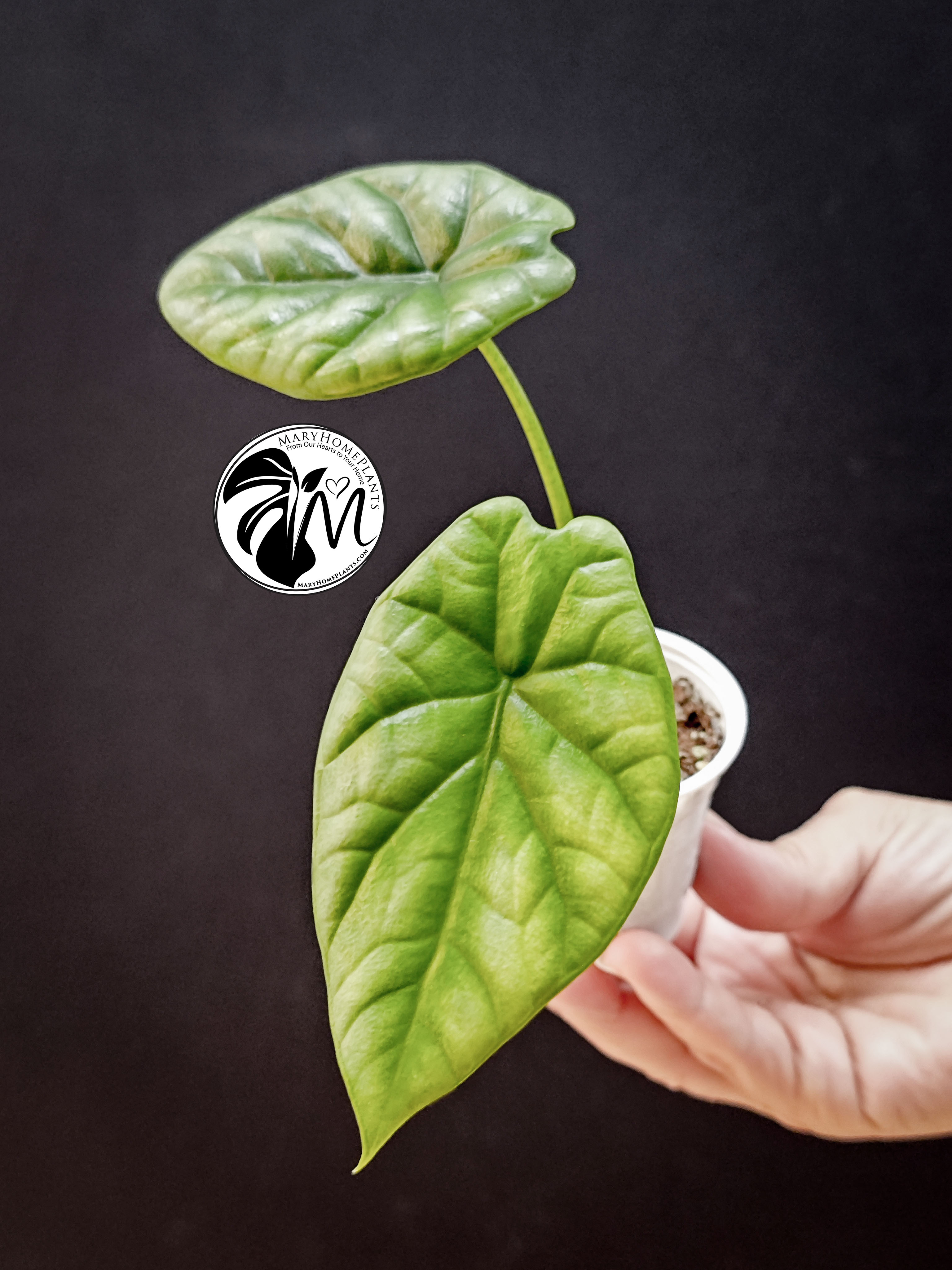 alocasia sinuata (copy)