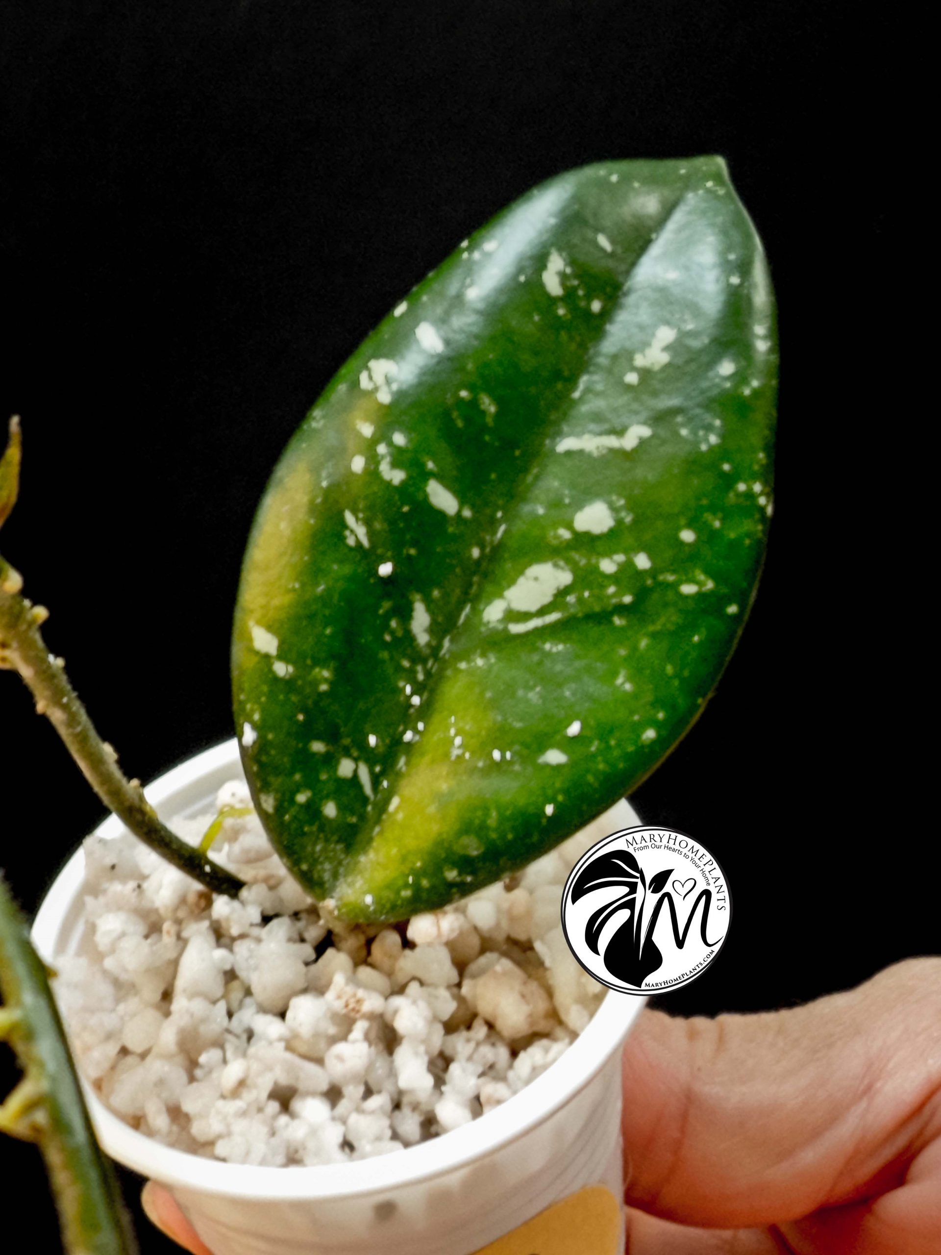 hoya wilbur graves