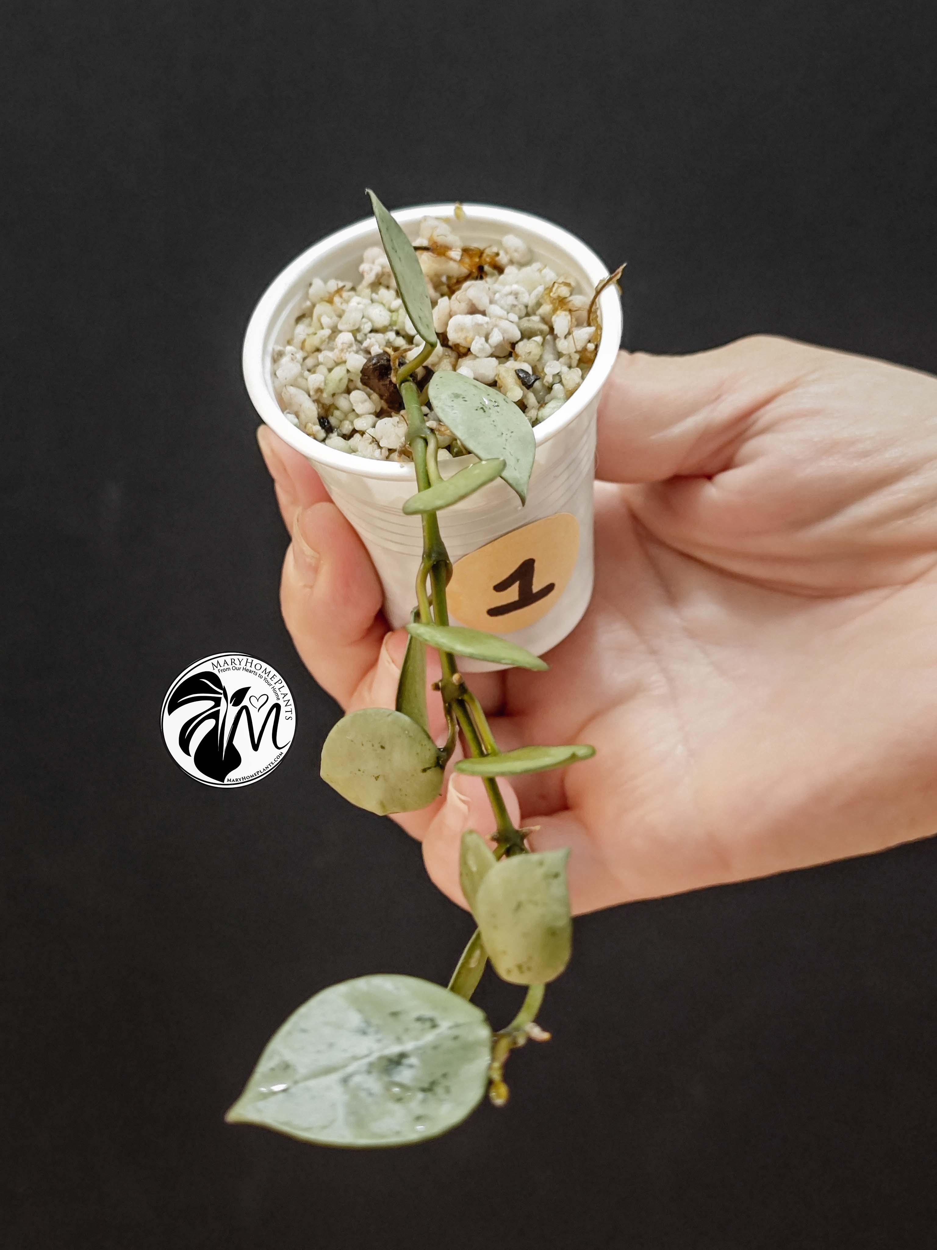 hoya krohniana eskimo super silver