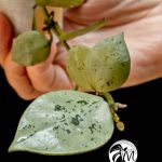 hoya krohniana eskimo super silver