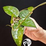 hoya parasitica black edge