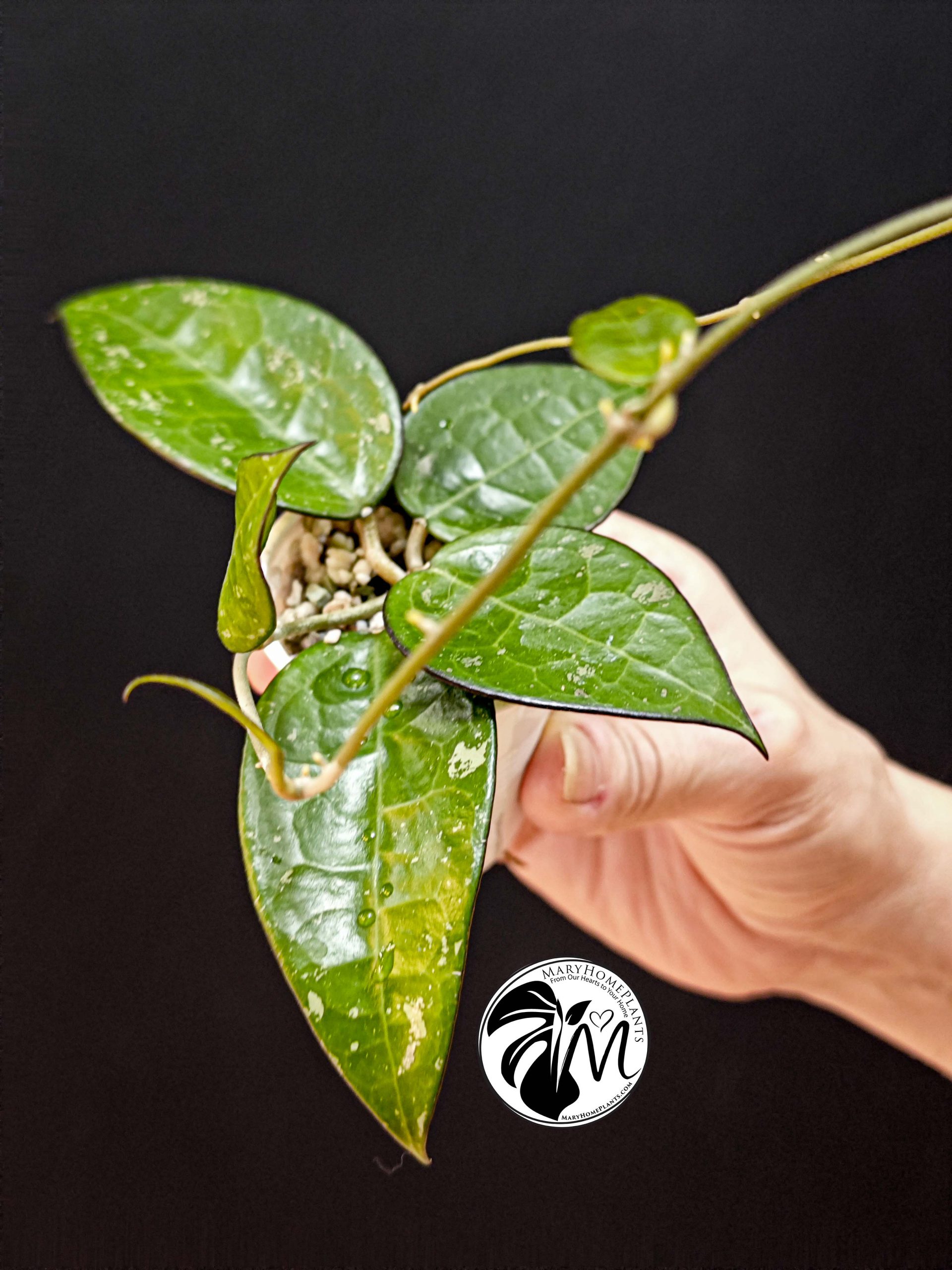 hoya parasitica black edge