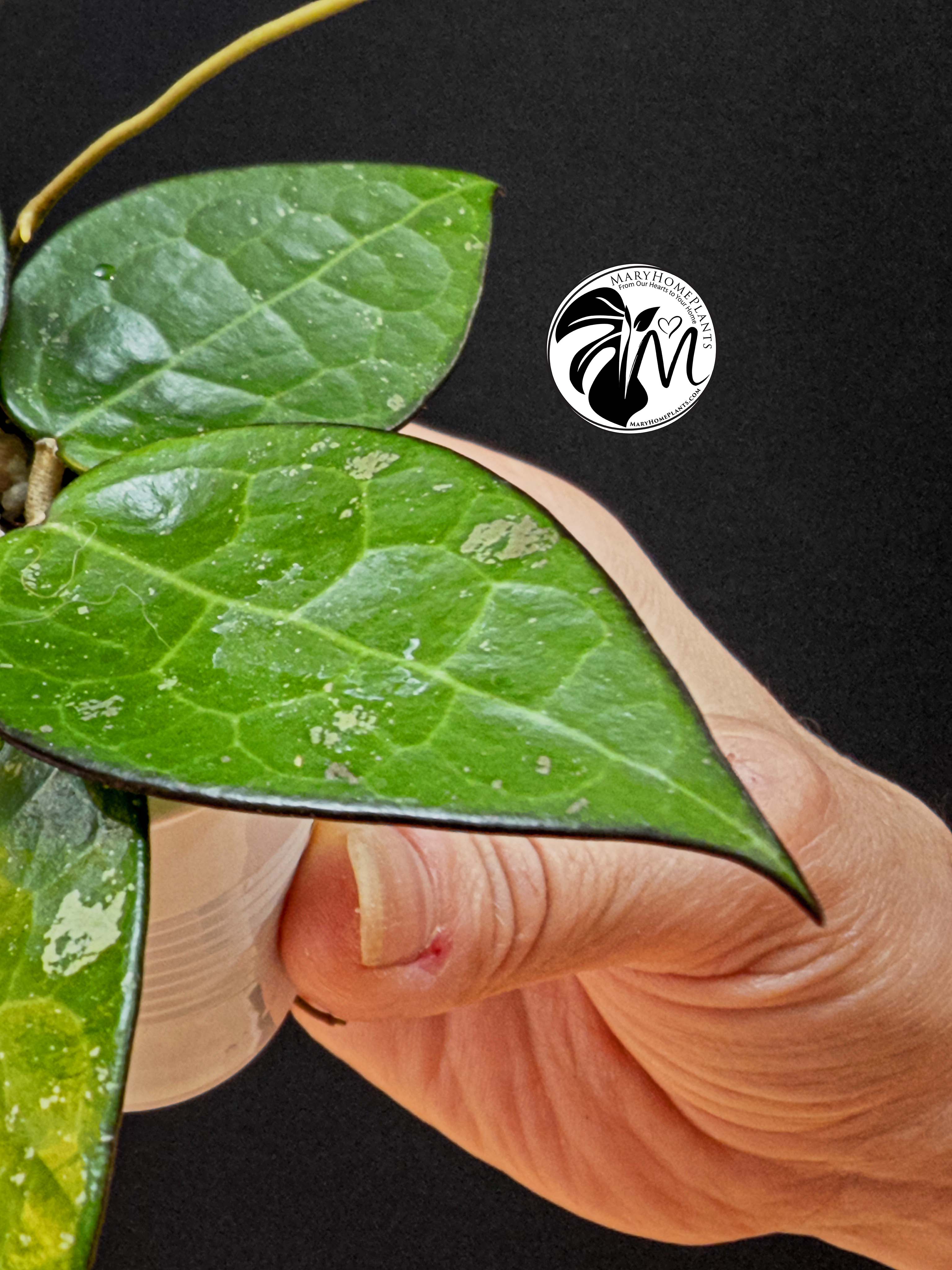 hoya parasitica black edge
