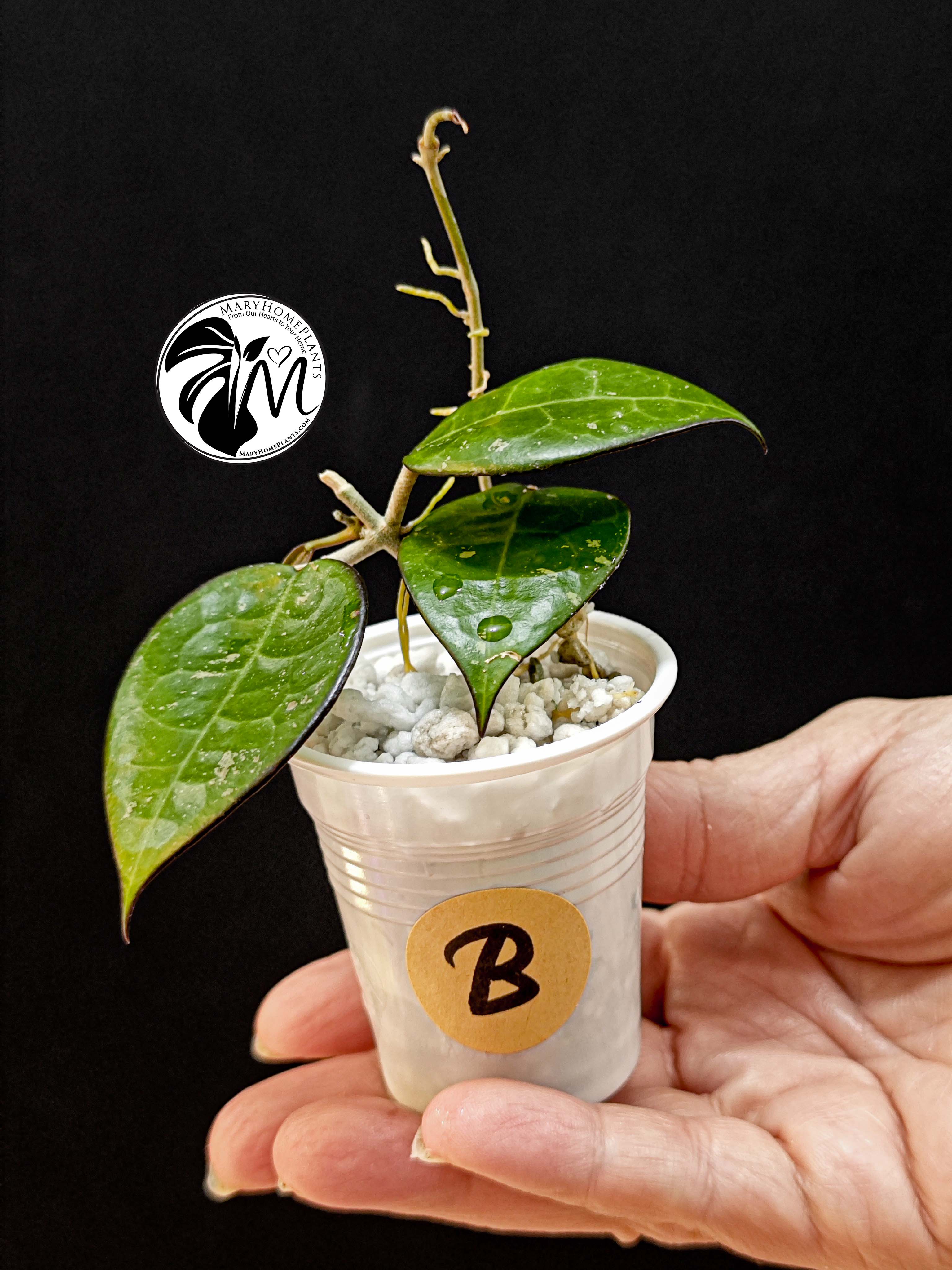 hoya parasitica black edge (copy)