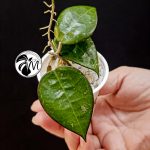 hoya parasitica black edge (copy)