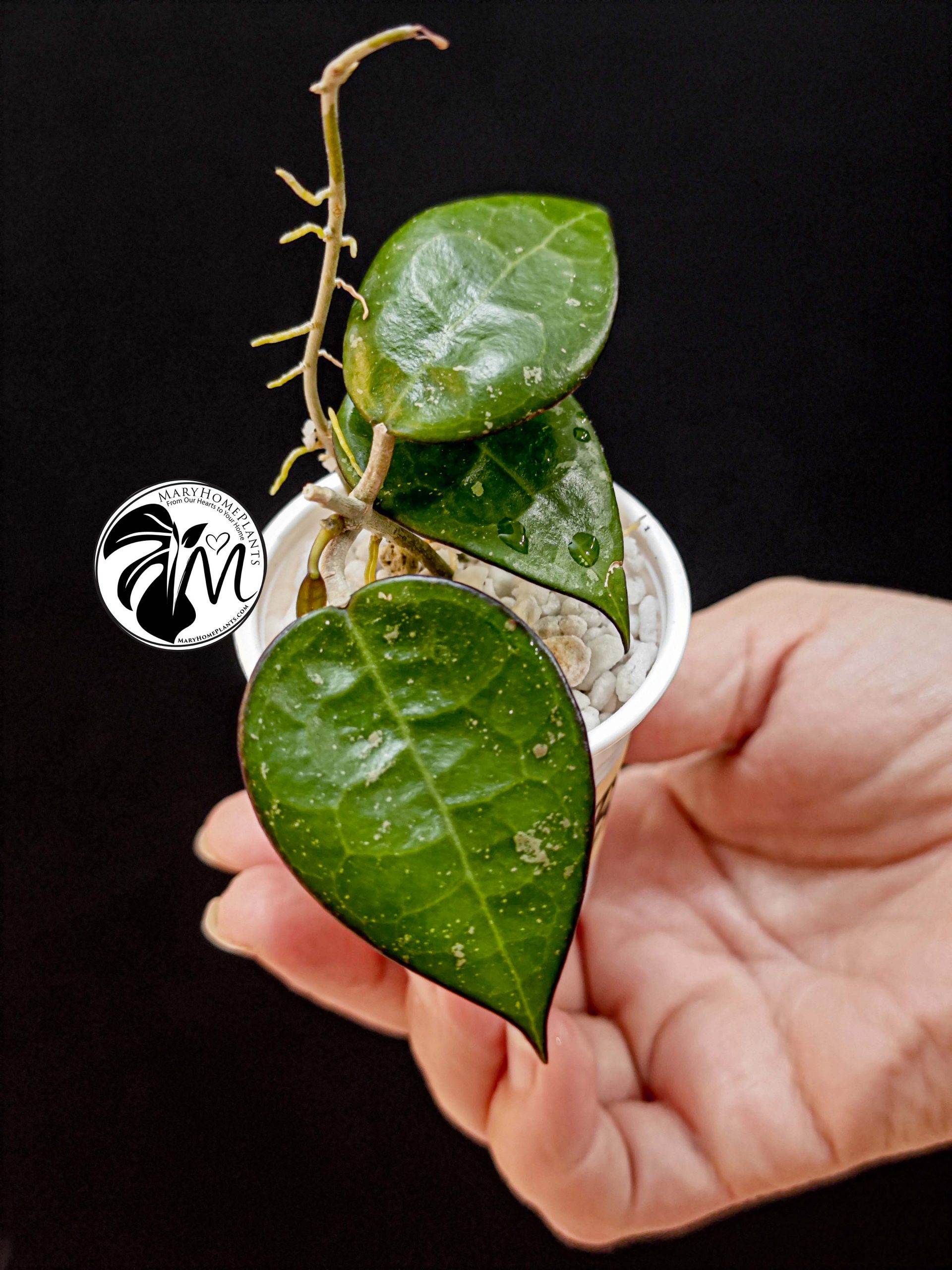 hoya parasitica black edge (copy)