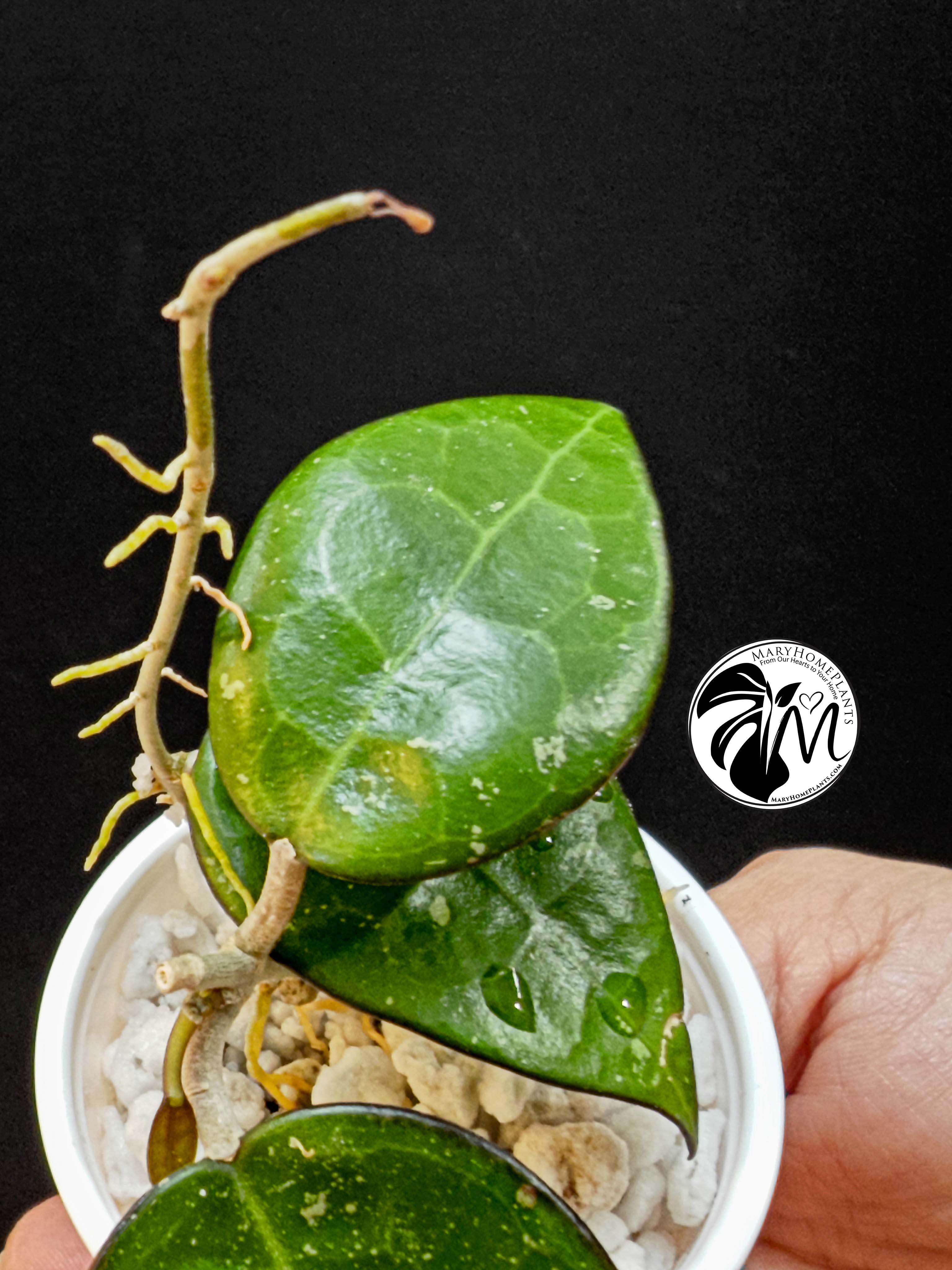 hoya parasitica black edge (copy)