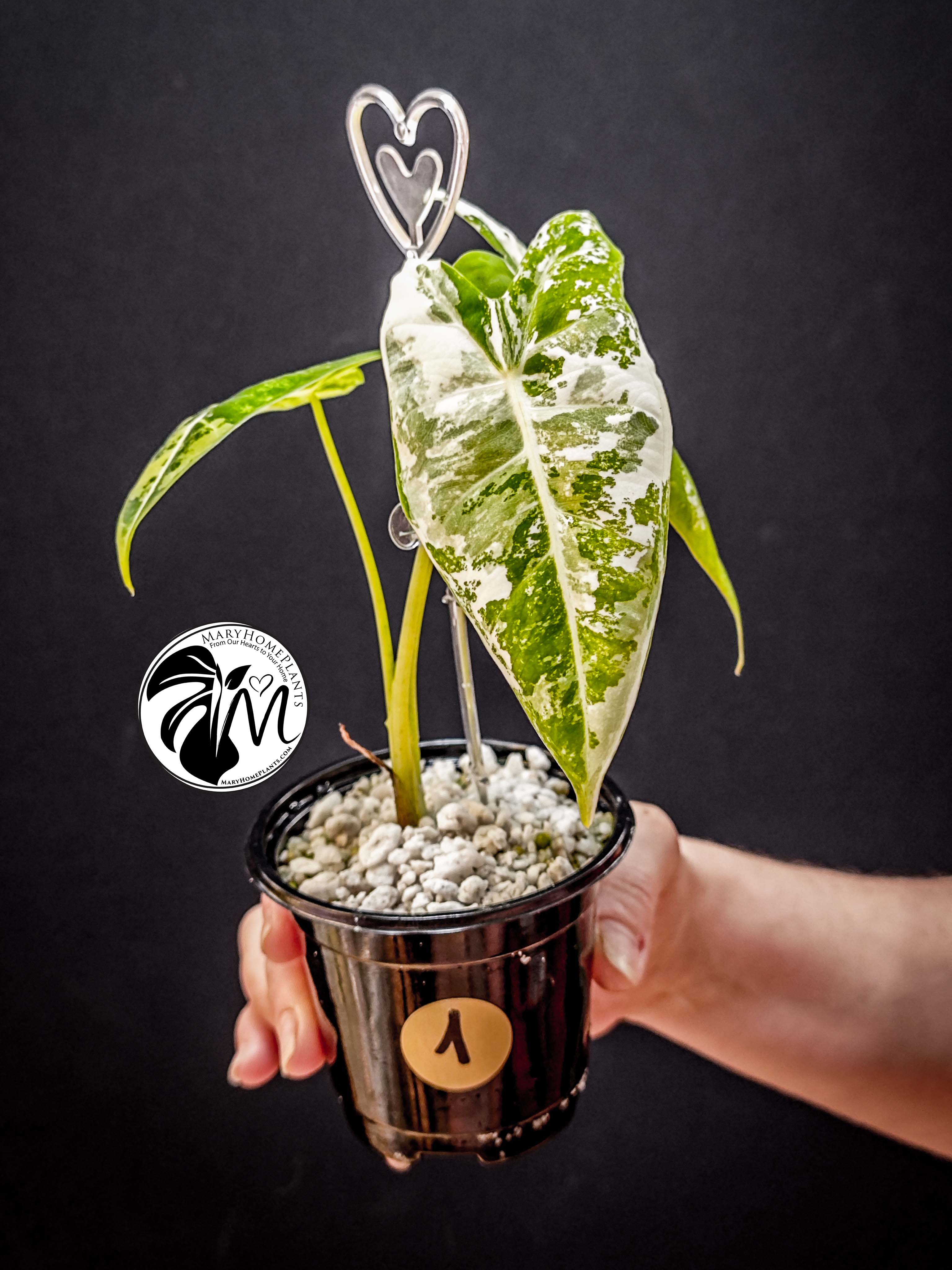 alocasia albo frydek variegated (copy)