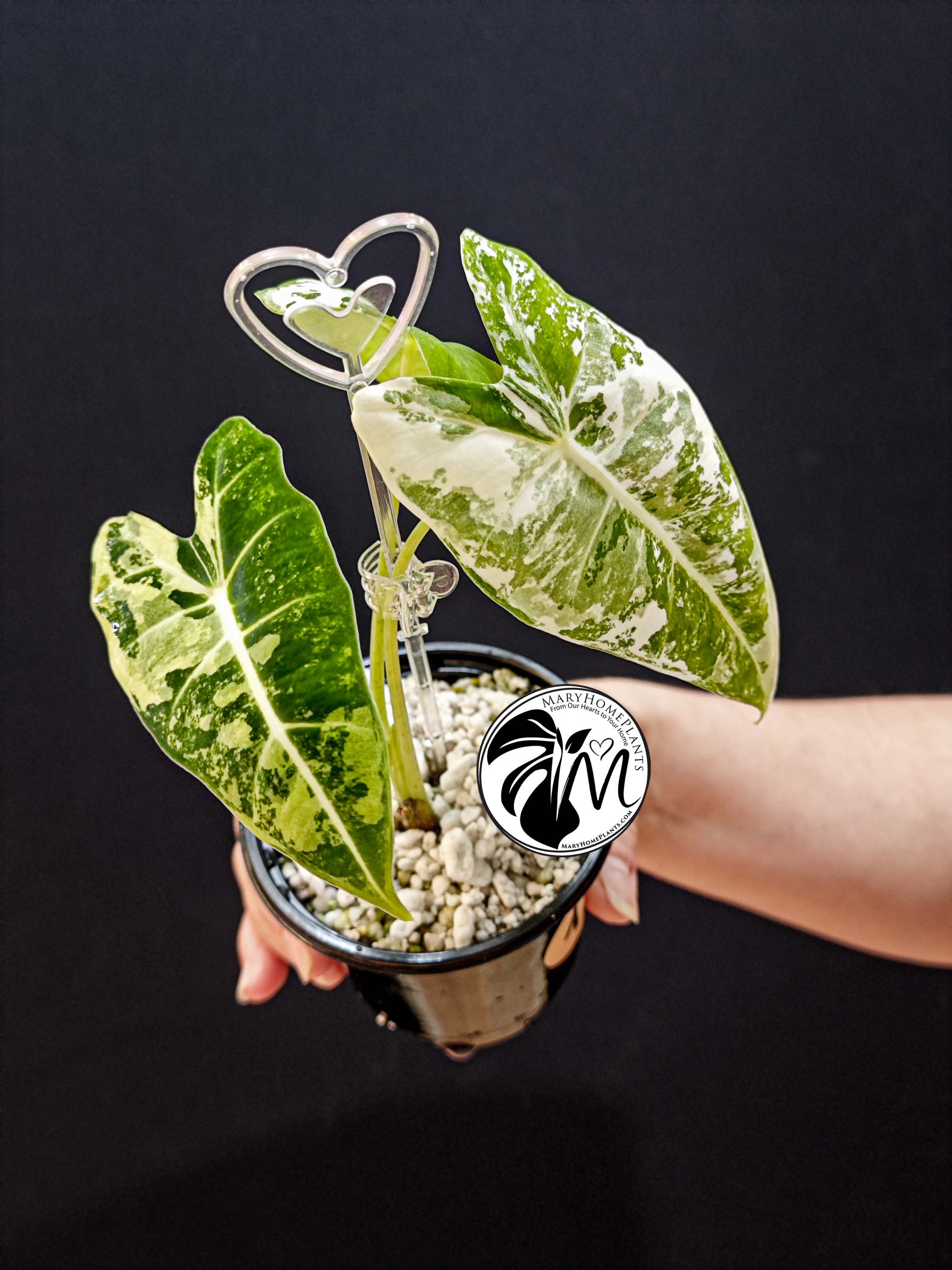 alocasia albo frydek variegated (copy)