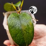 alocasia albo frydek variegated (copy)