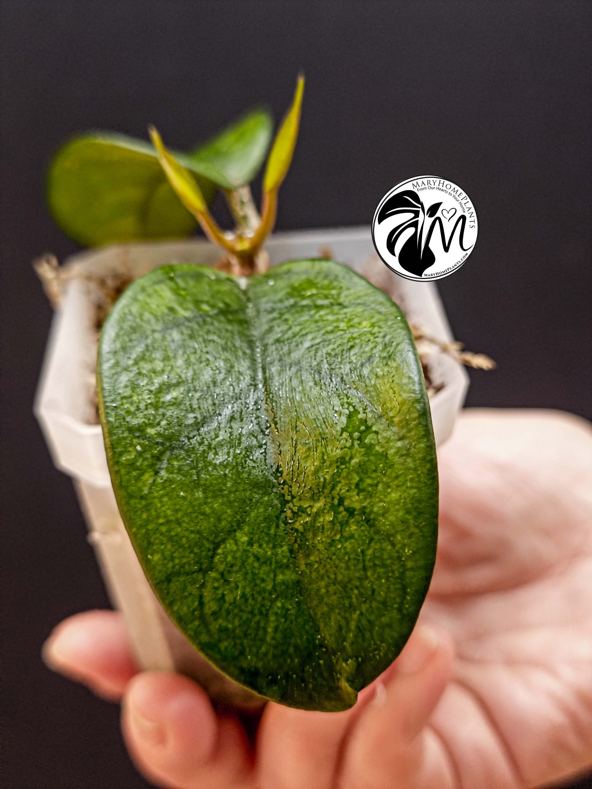 alocasia albo frydek variegated (copy)