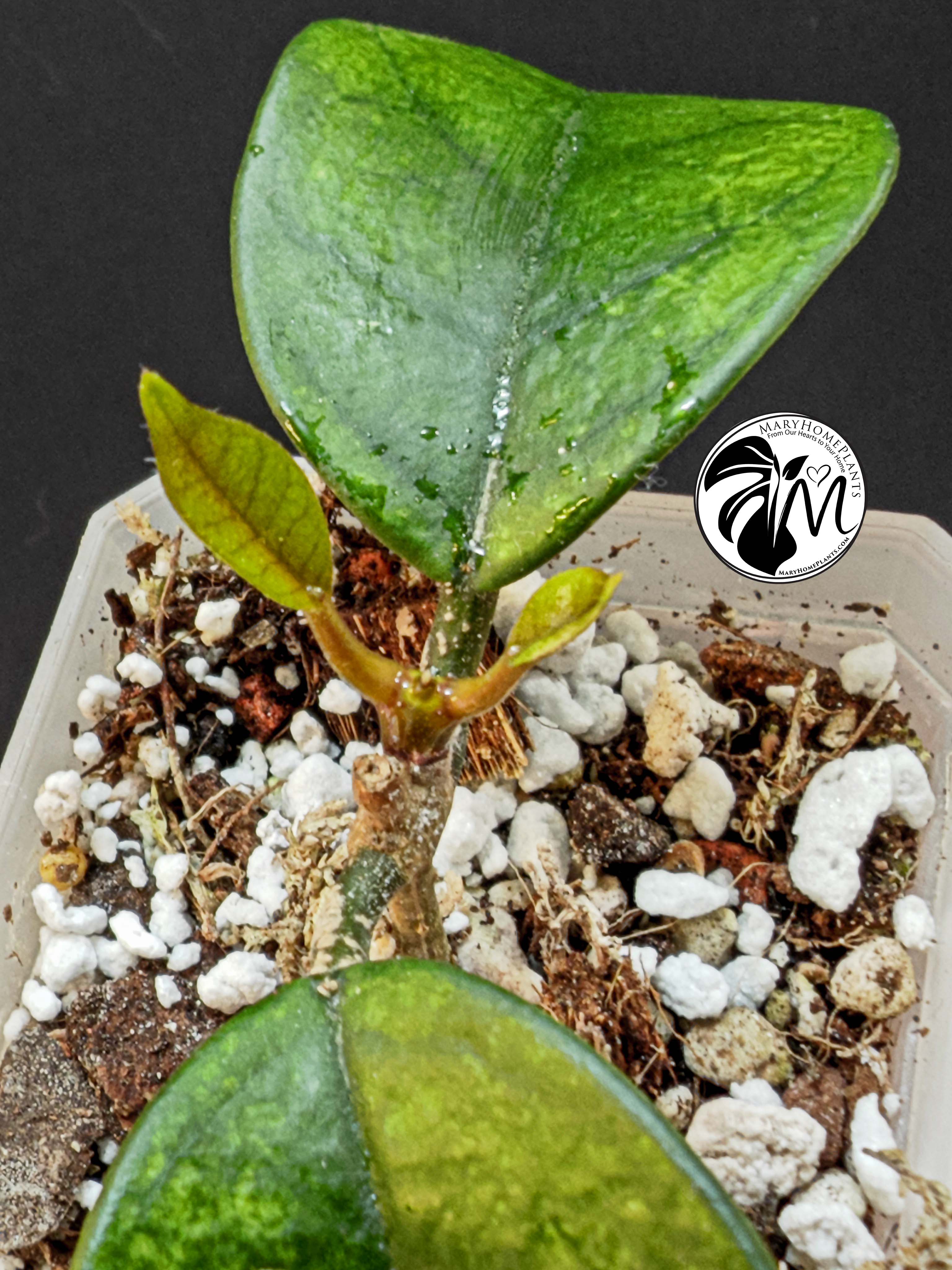 alocasia albo frydek variegated (copy)