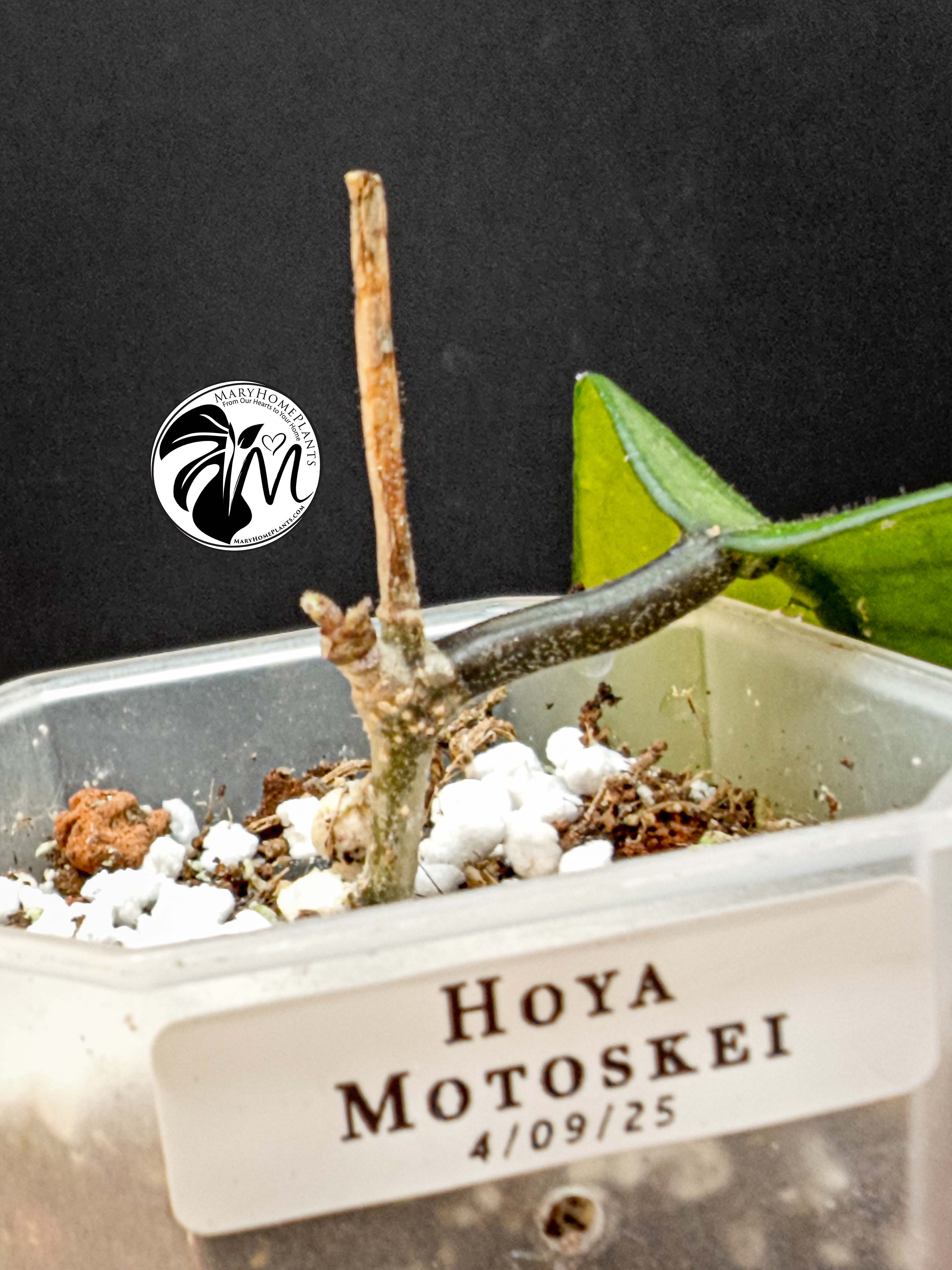hoya motoskei (copy)