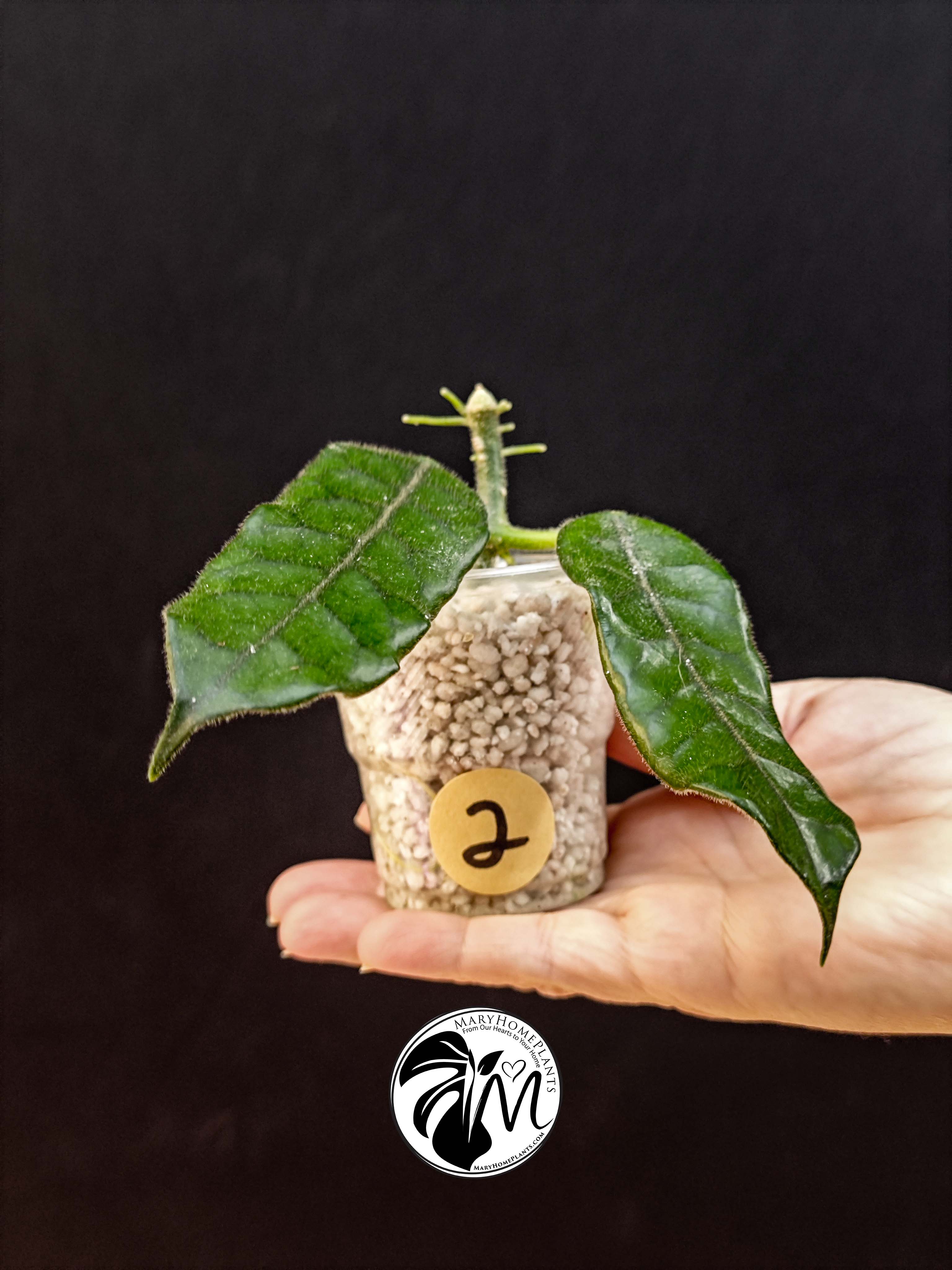 hoya globulosa welsh mountain zoo