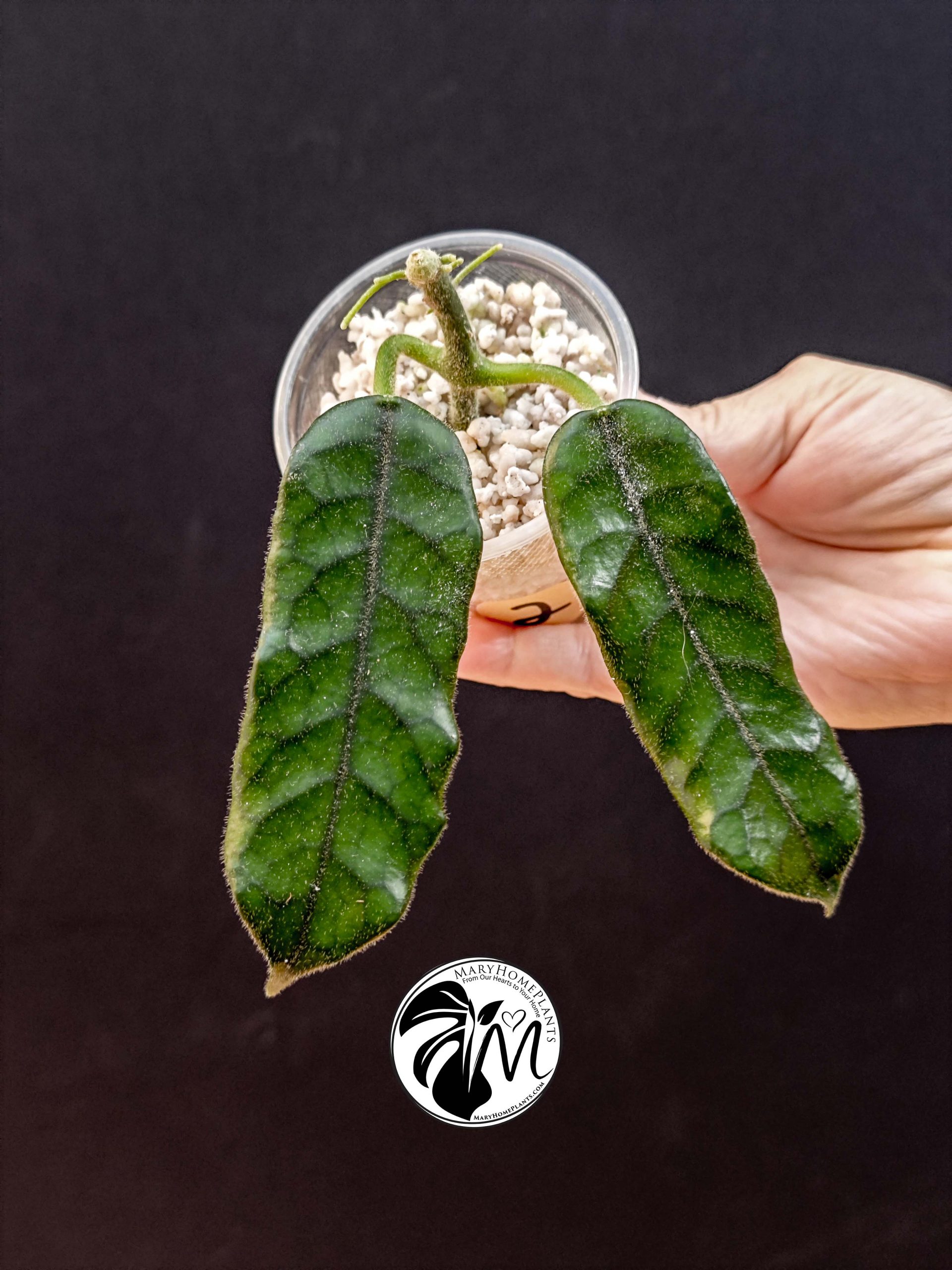 hoya globulosa welsh mountain zoo (copy)