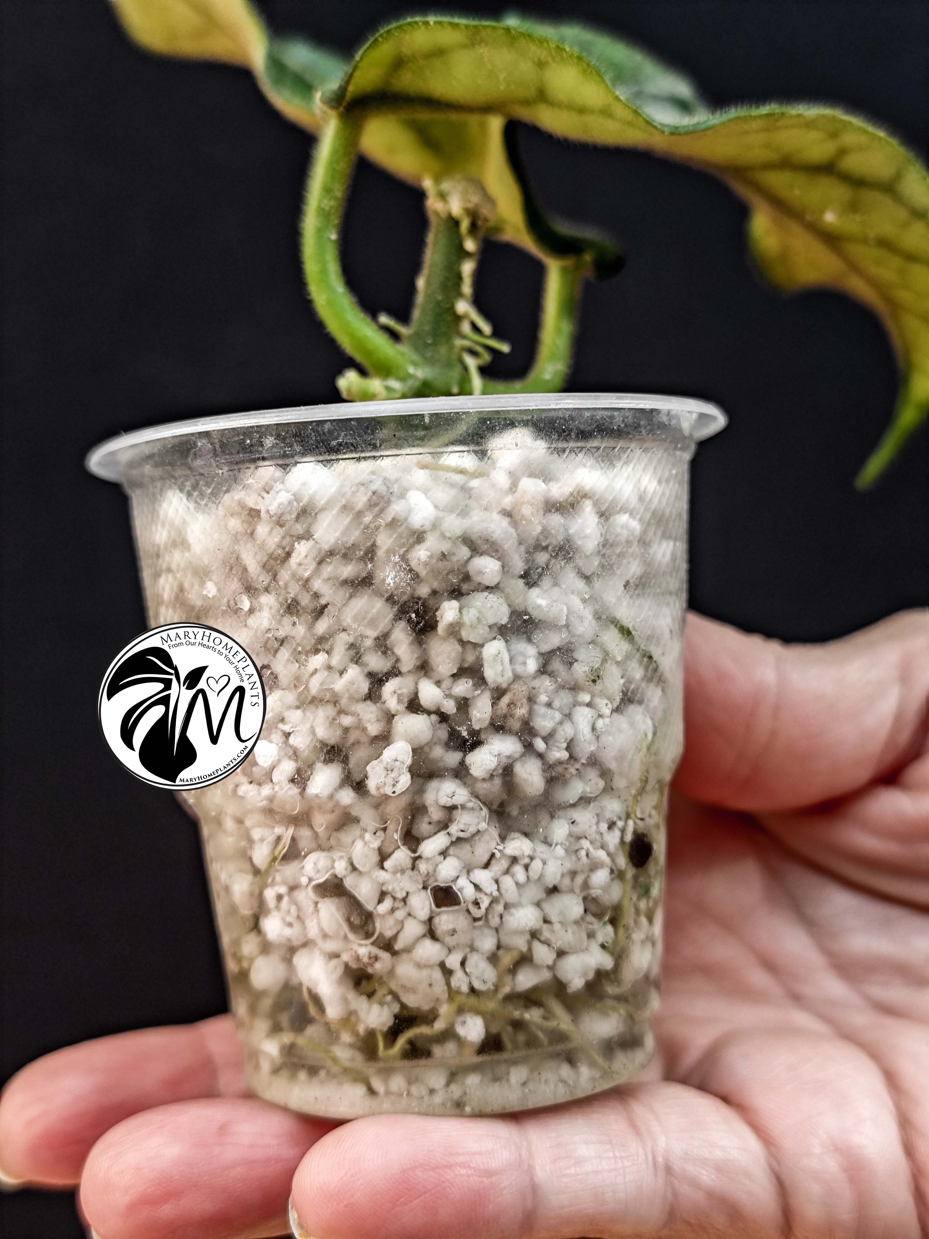hoya globulosa welsh mountain zoo (copy)