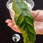 hoya globulosa welsh mountain zoo (copy)