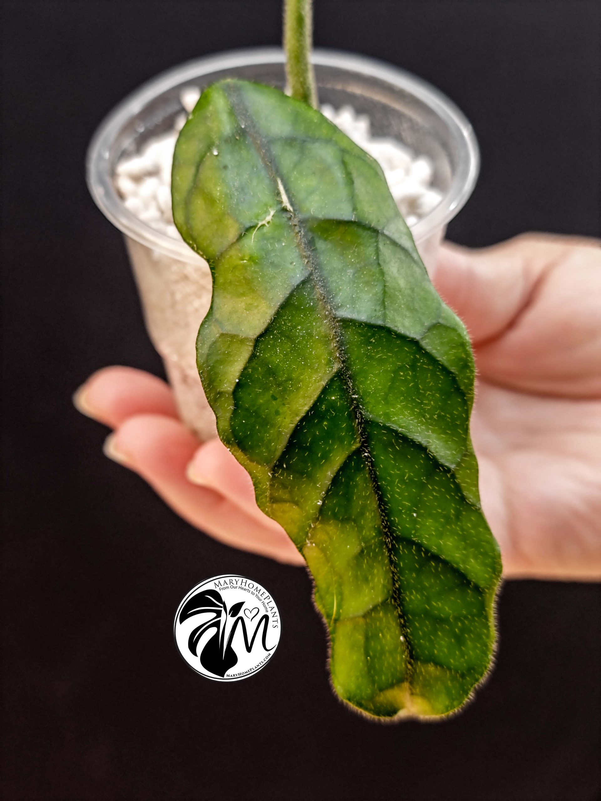 hoya globulosa welsh mountain zoo (copy)