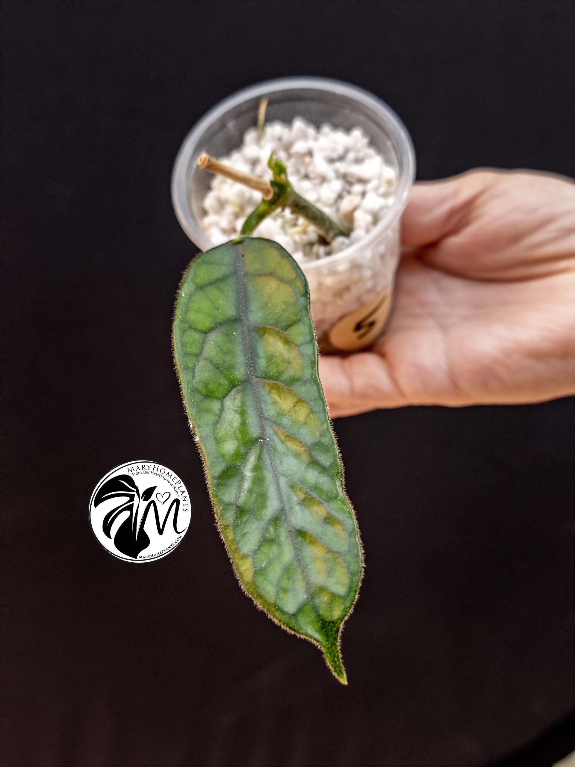 hoya globulosa welsh mountain zoo (copy)