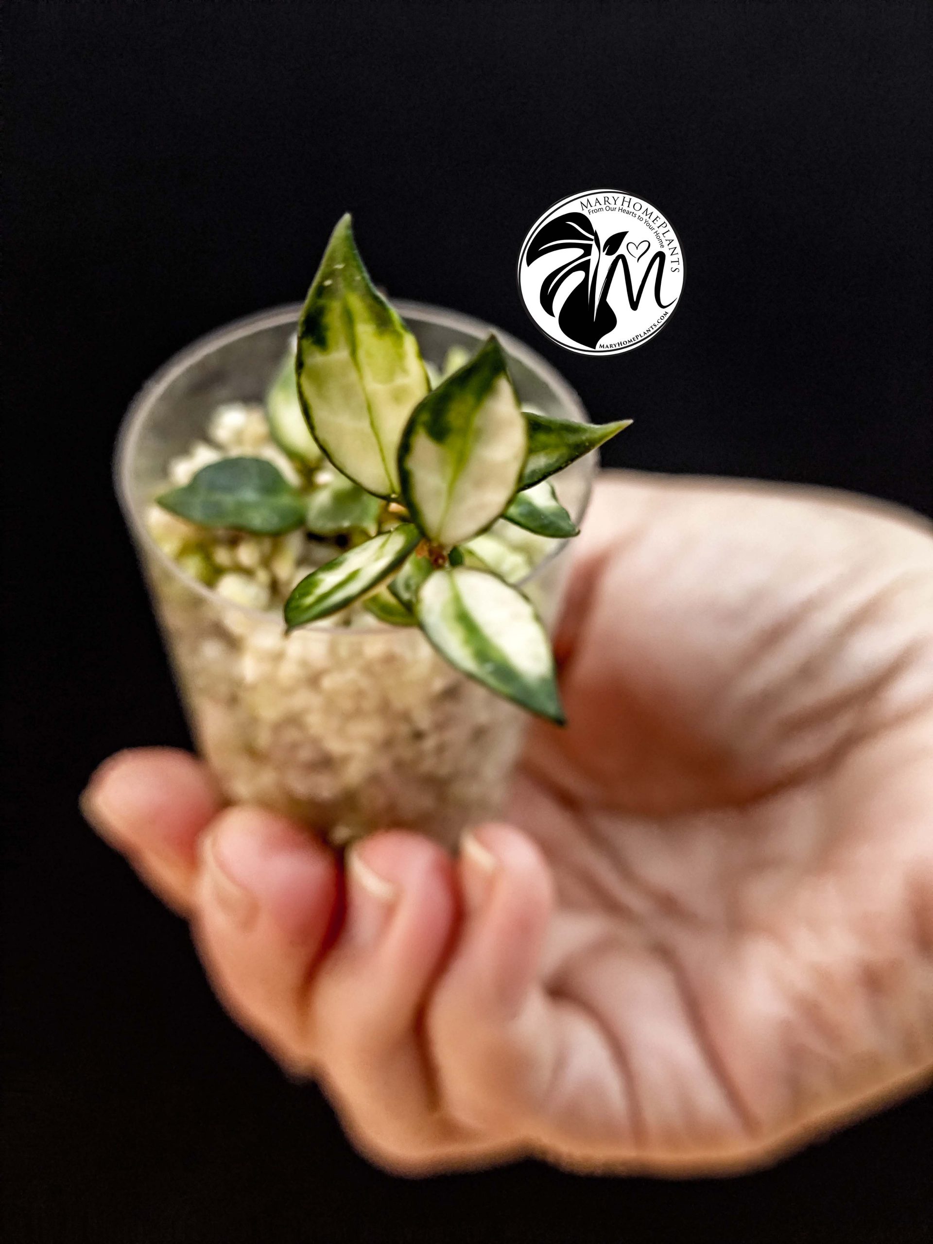 hoya lacunosa inner variegated (copy)
