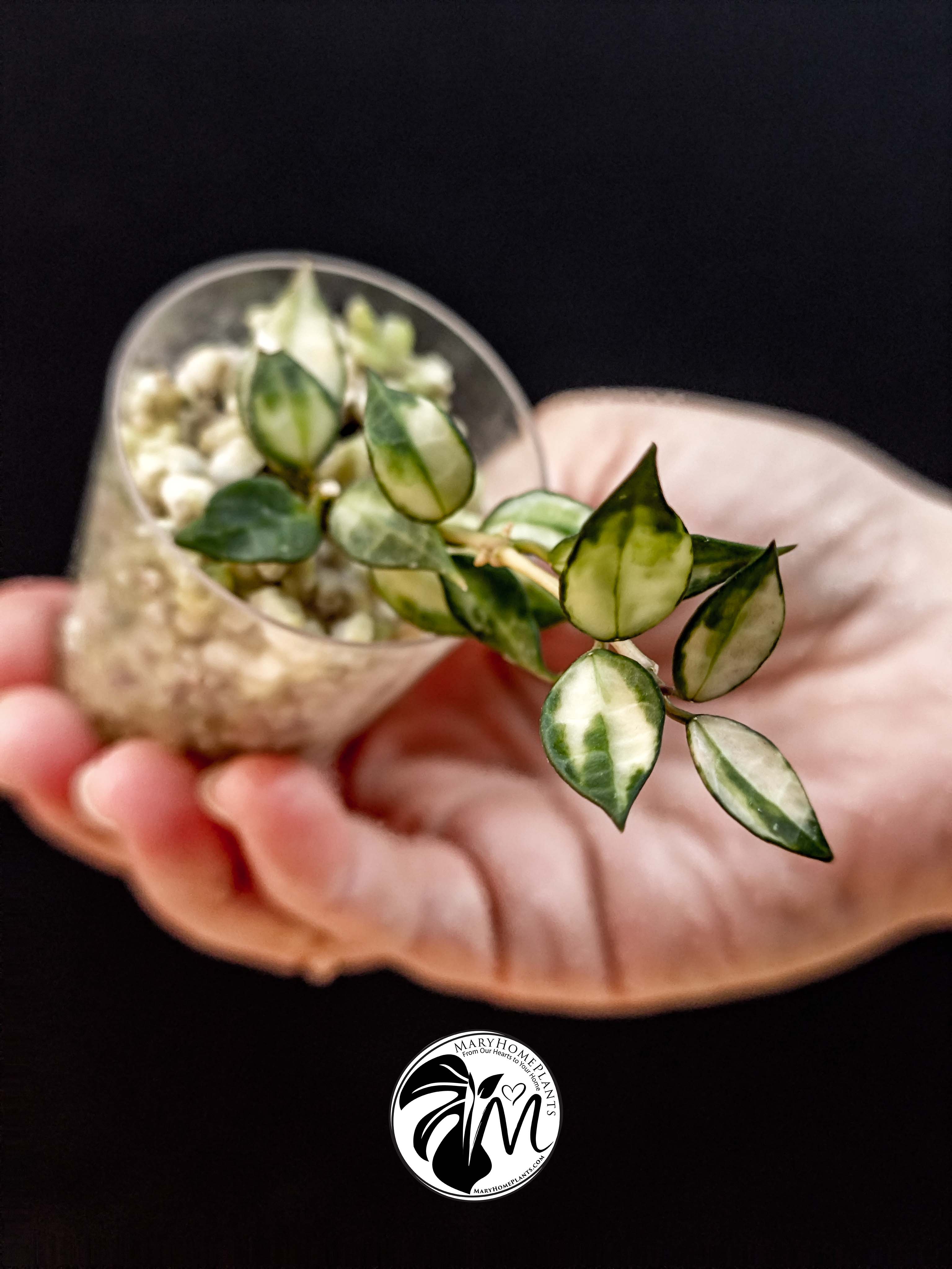 hoya lacunosa inner variegated (copy)