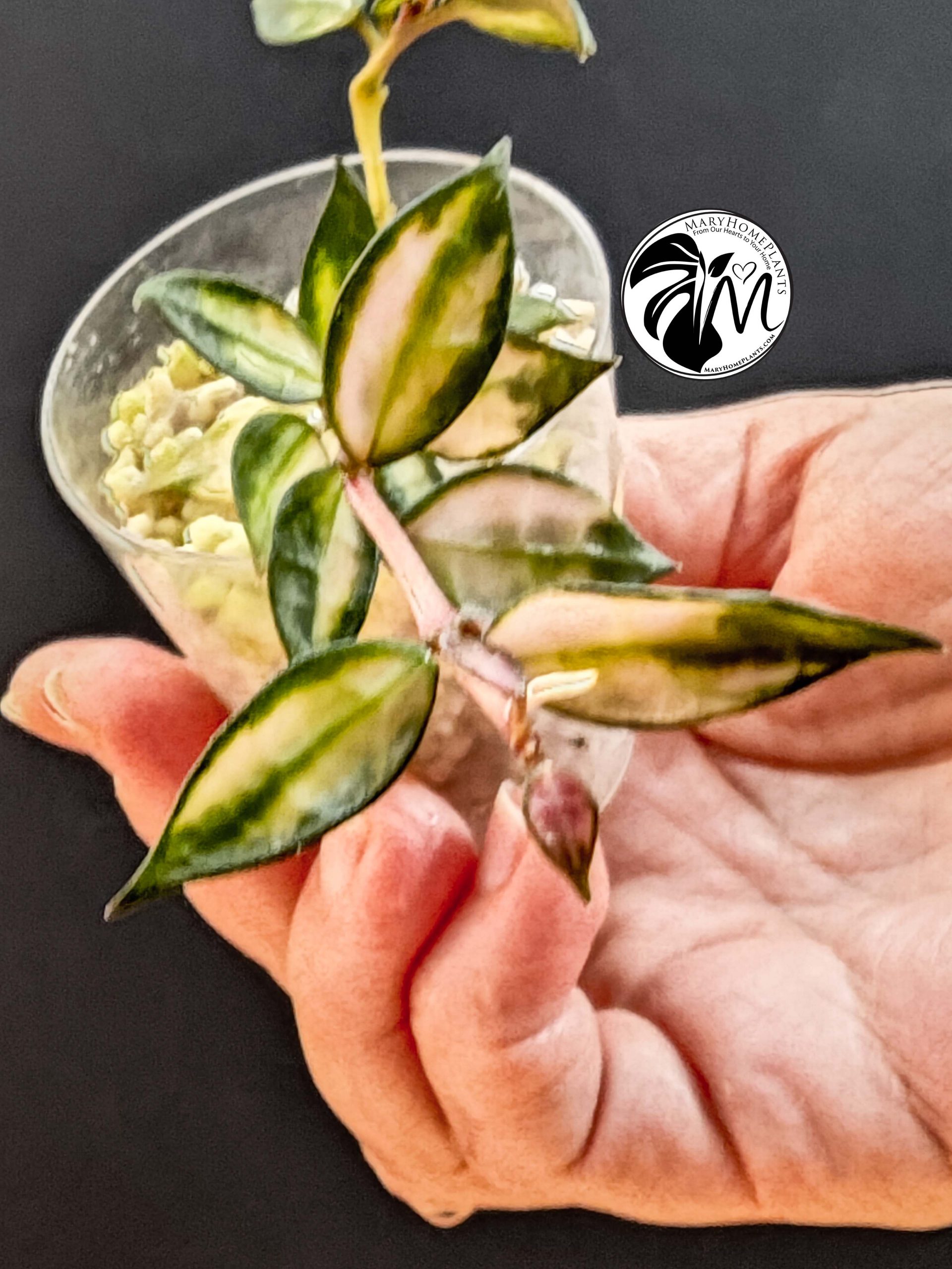hoya lacunosa inner variegated (copy)