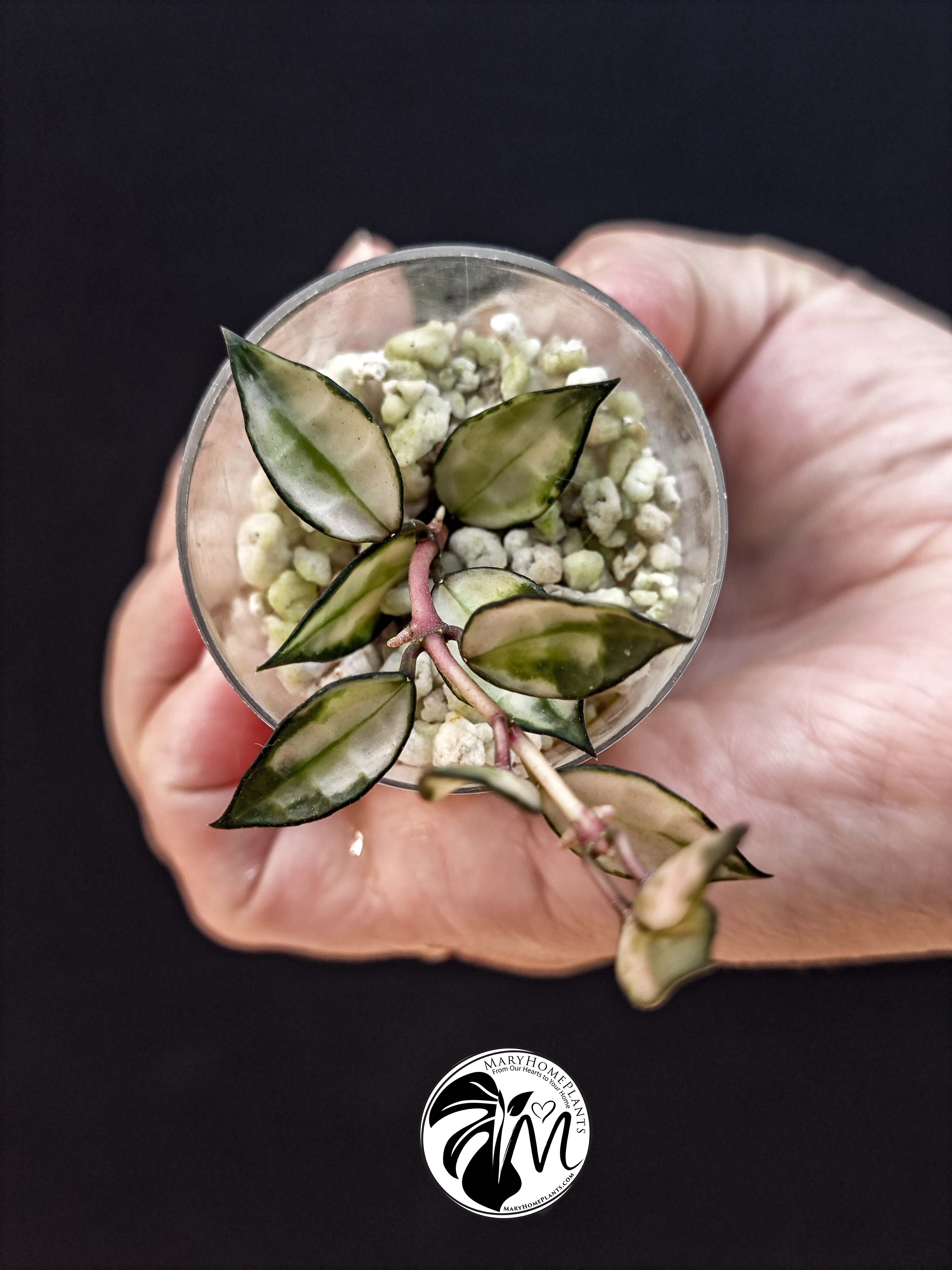 hoya lacunosa inner variegated (copy)