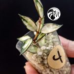 hoya lacunosa inner variegated (copy)