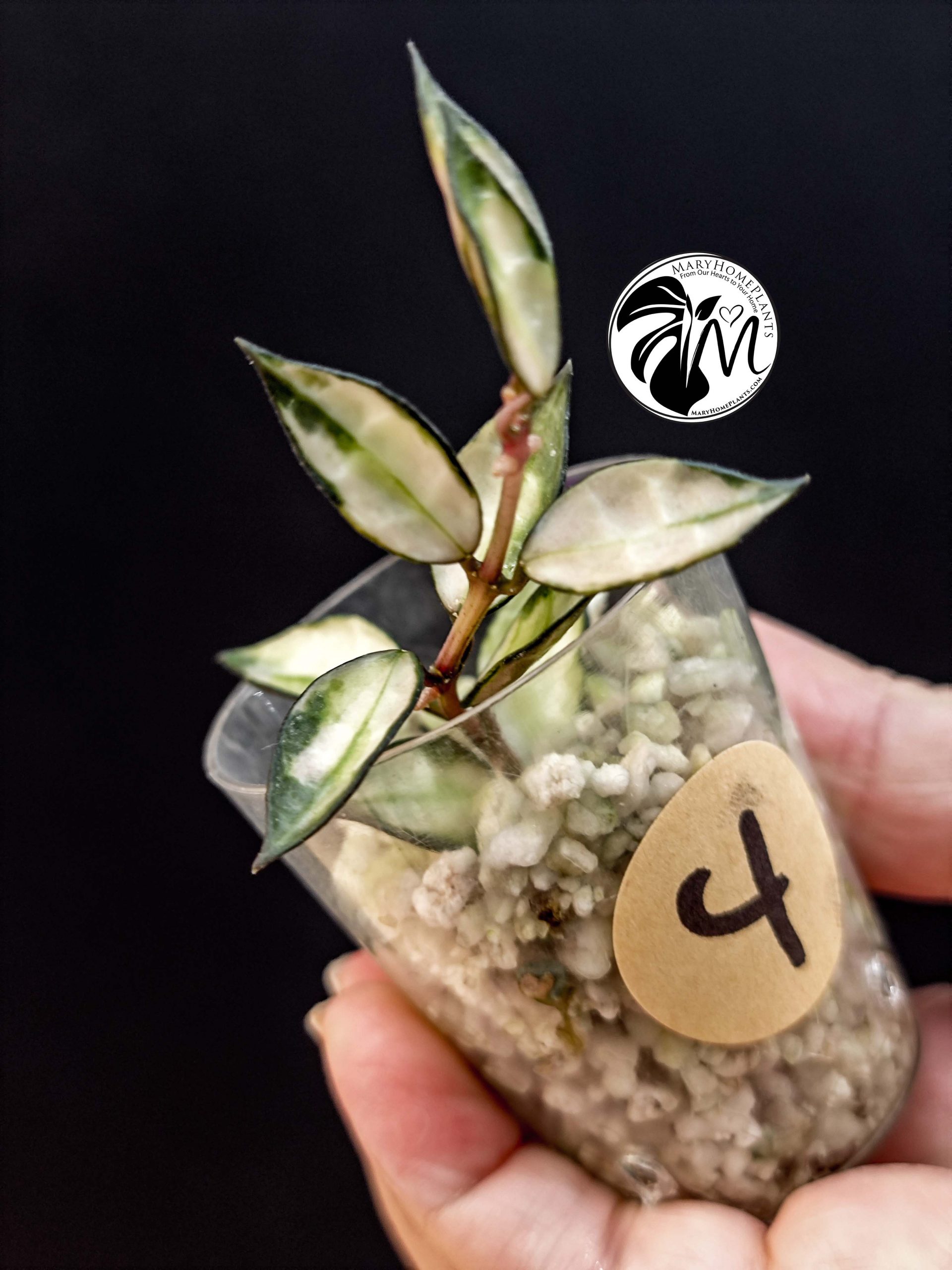 hoya lacunosa inner variegated (copy)