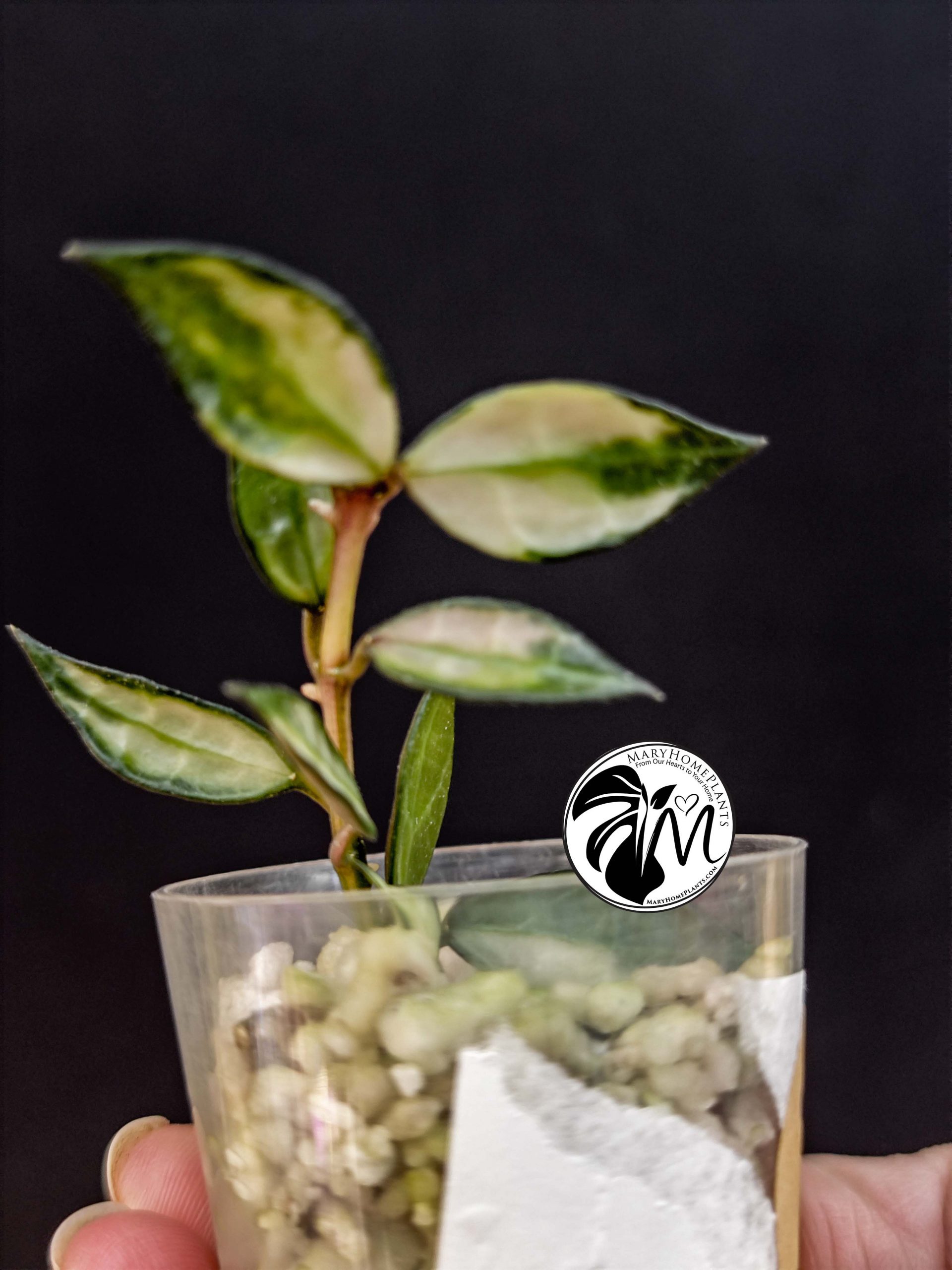 hoya lacunosa inner variegated (copy)