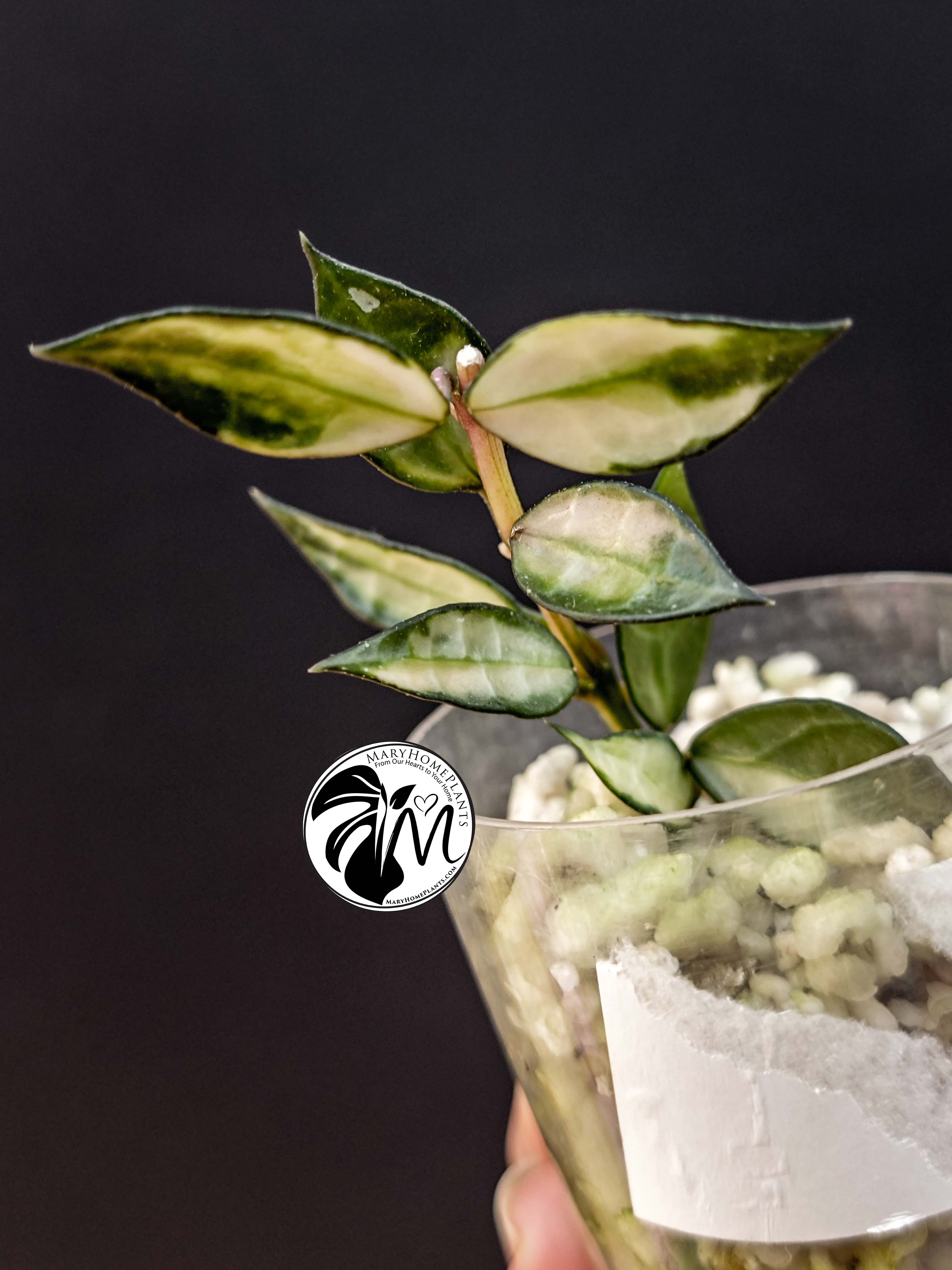 hoya lacunosa inner variegated (copy)