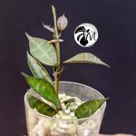 hoya lacunosa inner variegated (copy)