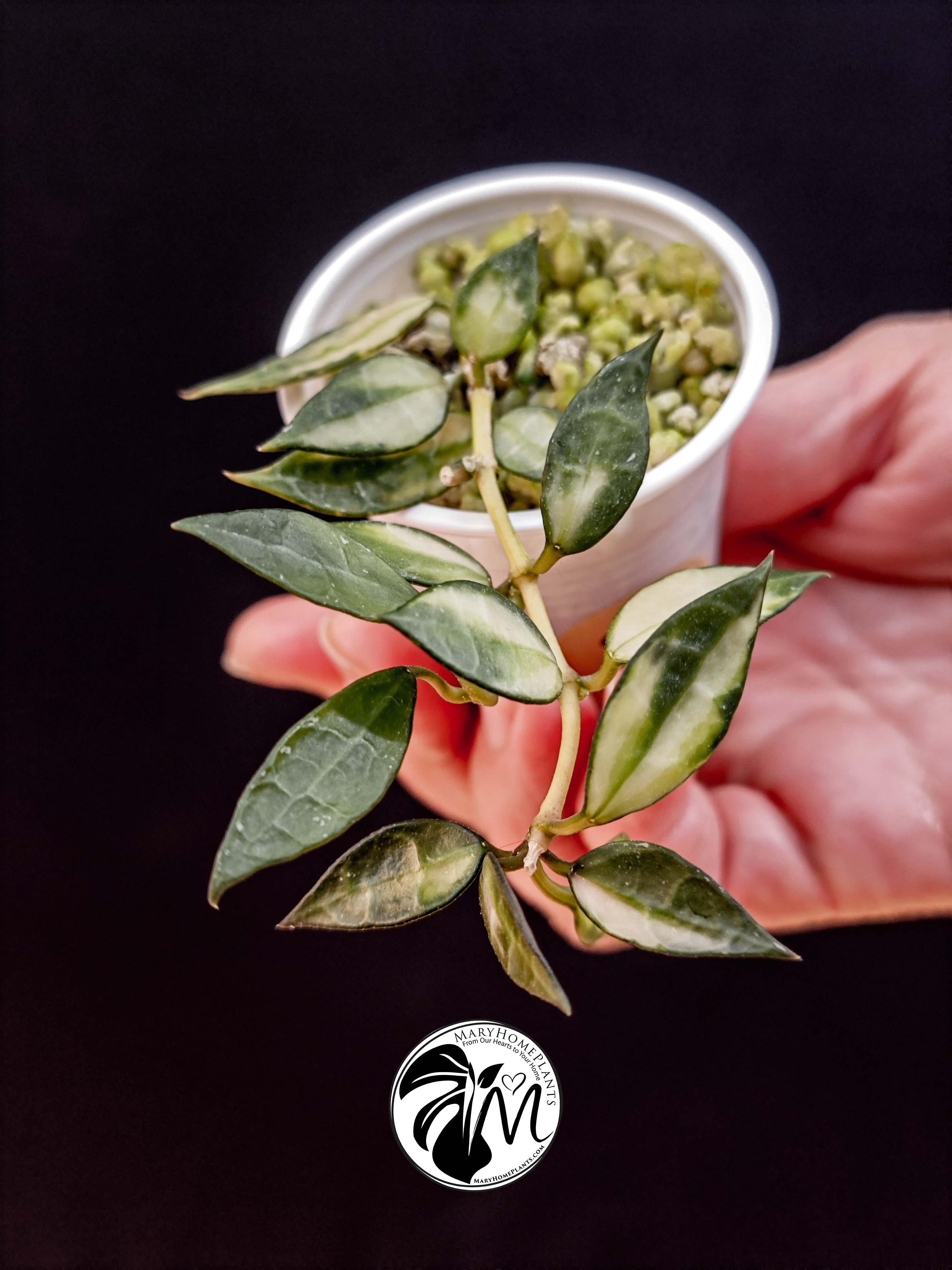 hoya lacunosa inner variegated