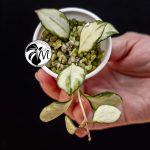 hoya heuschkeliana variegated (copy)