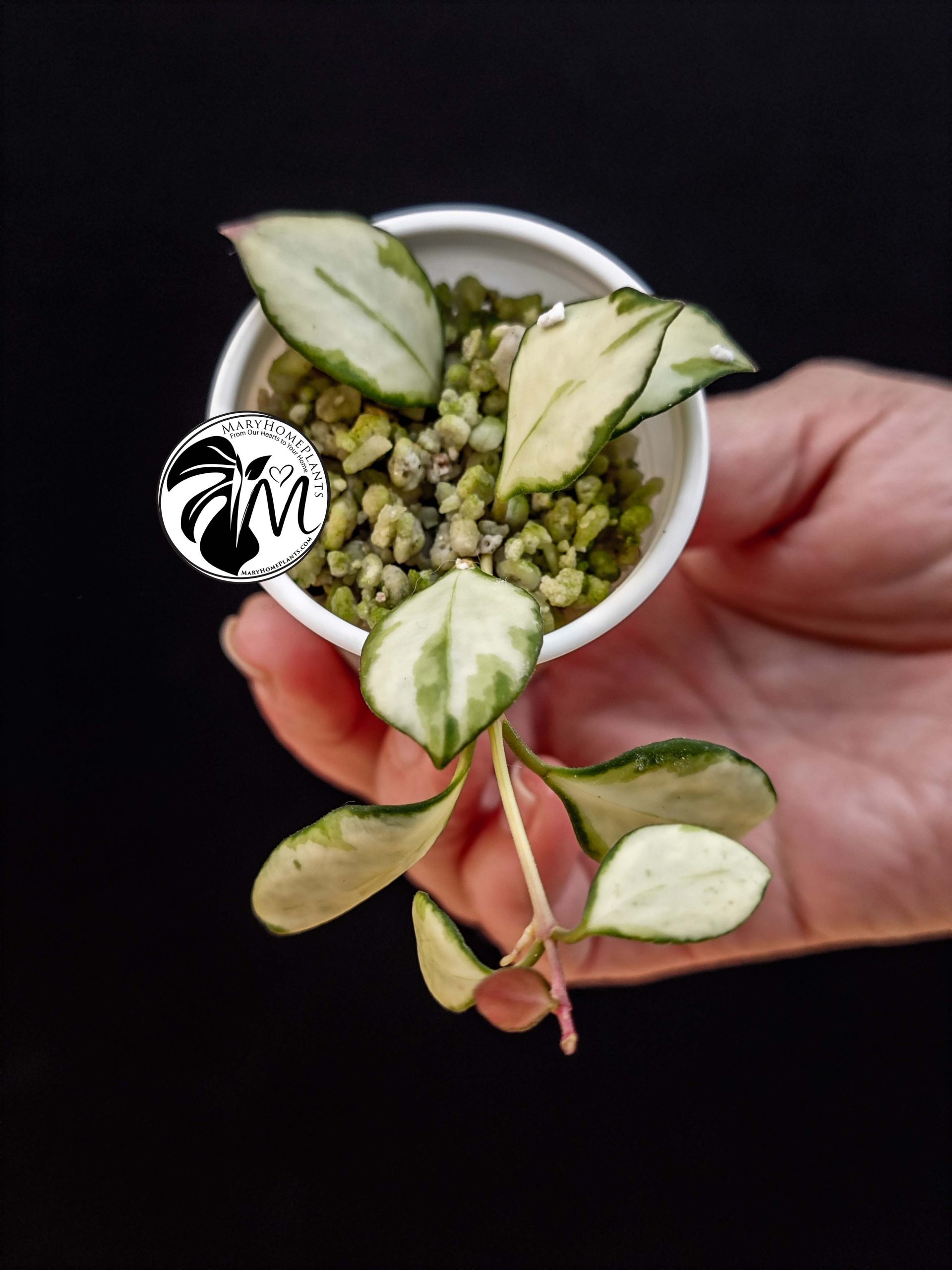 hoya heuschkeliana variegated (copy)