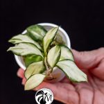 hoya heuschkeliana variegated