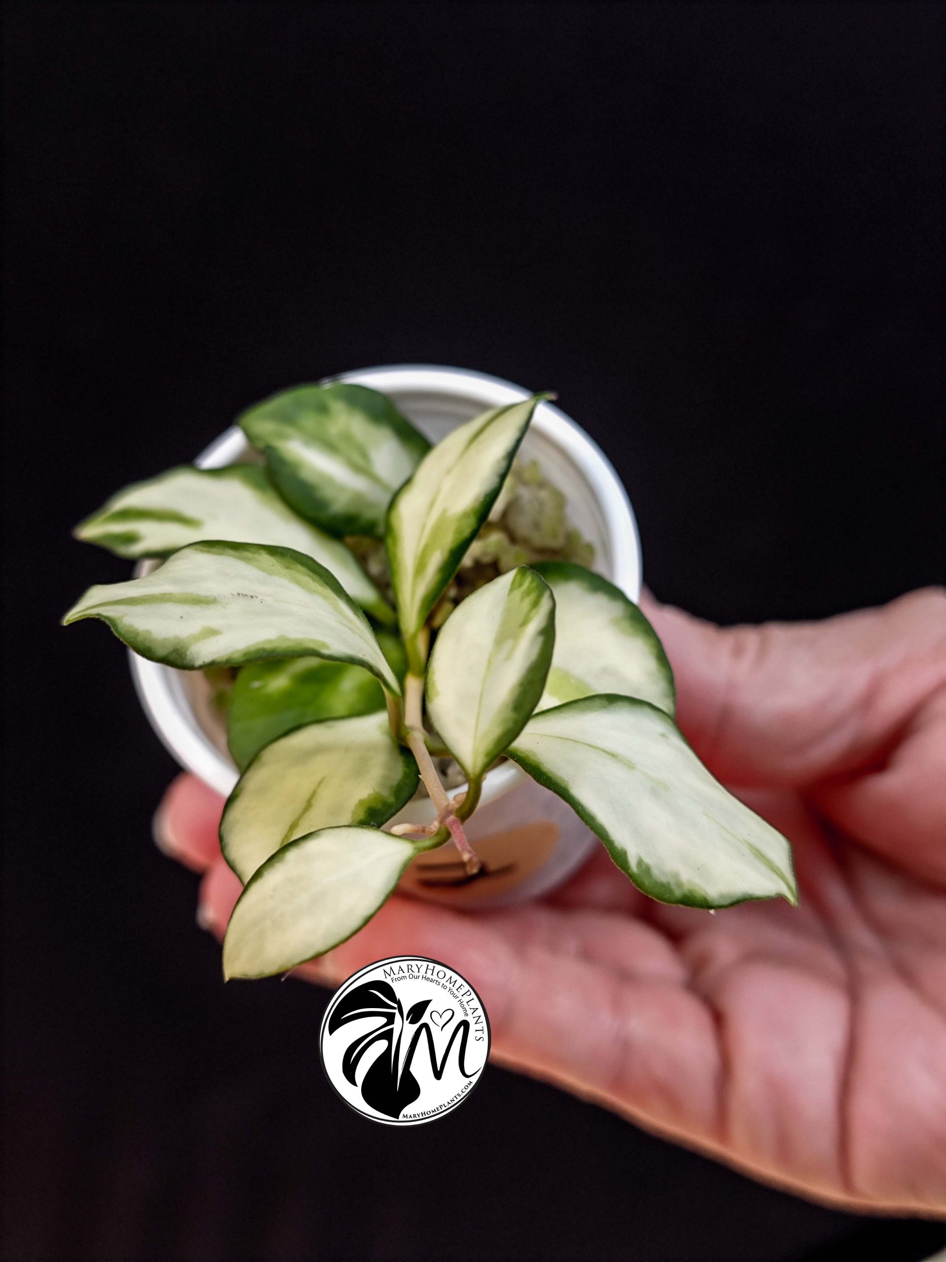 hoya heuschkeliana variegated