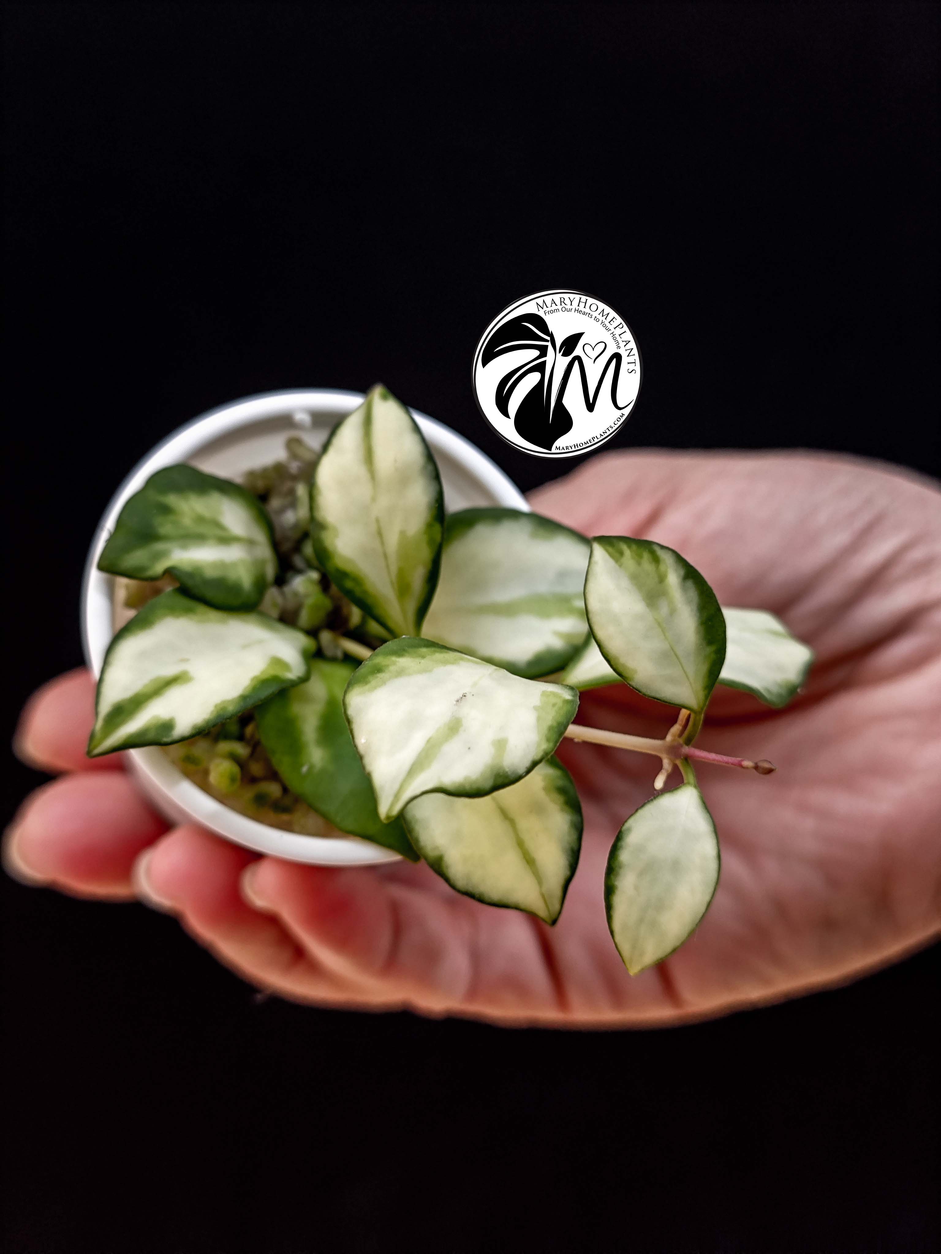 hoya heuschkeliana variegated