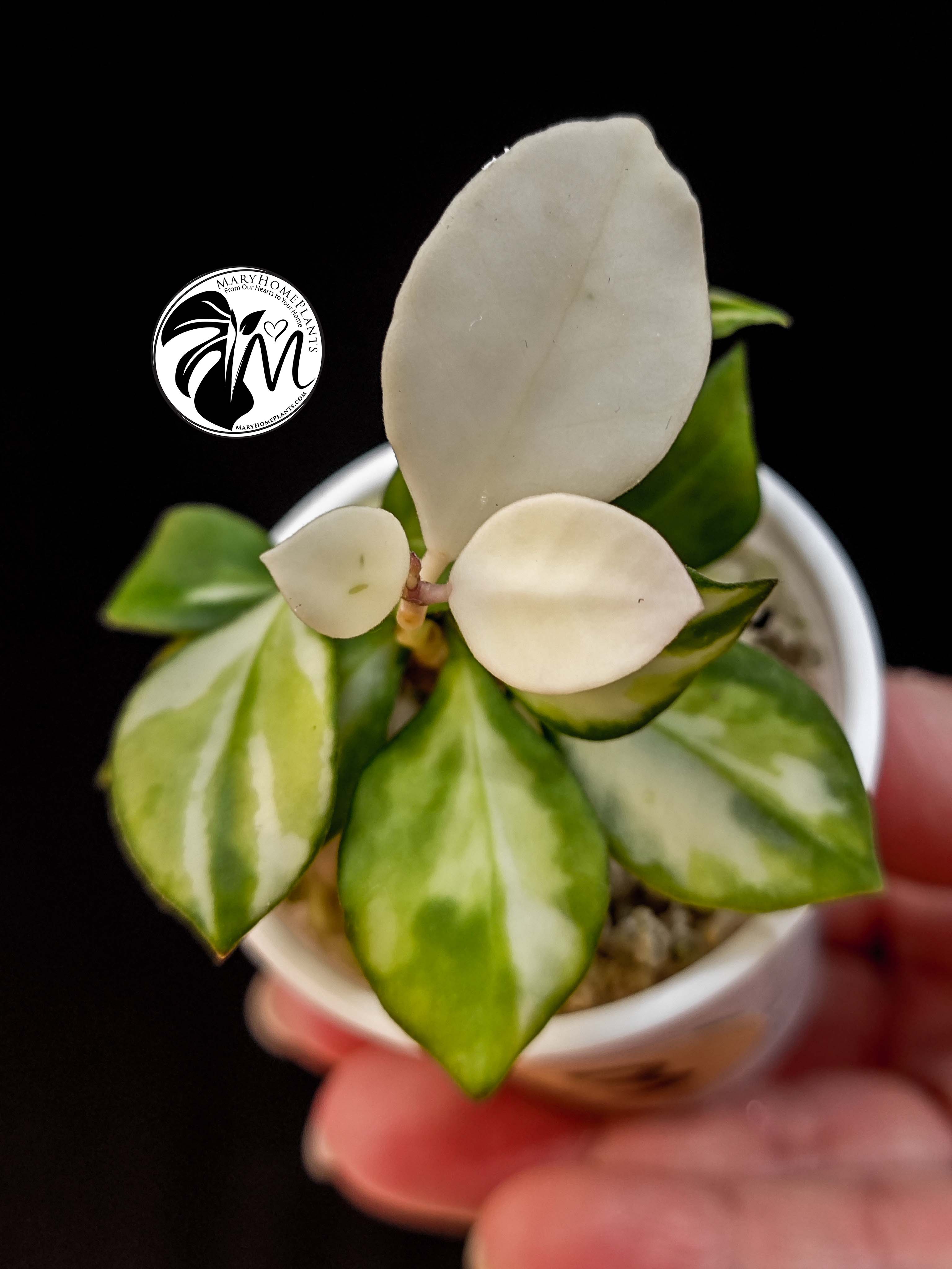 hoya heuschkeliana variegated (copy)