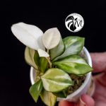 hoya heuschkeliana variegated (copy)